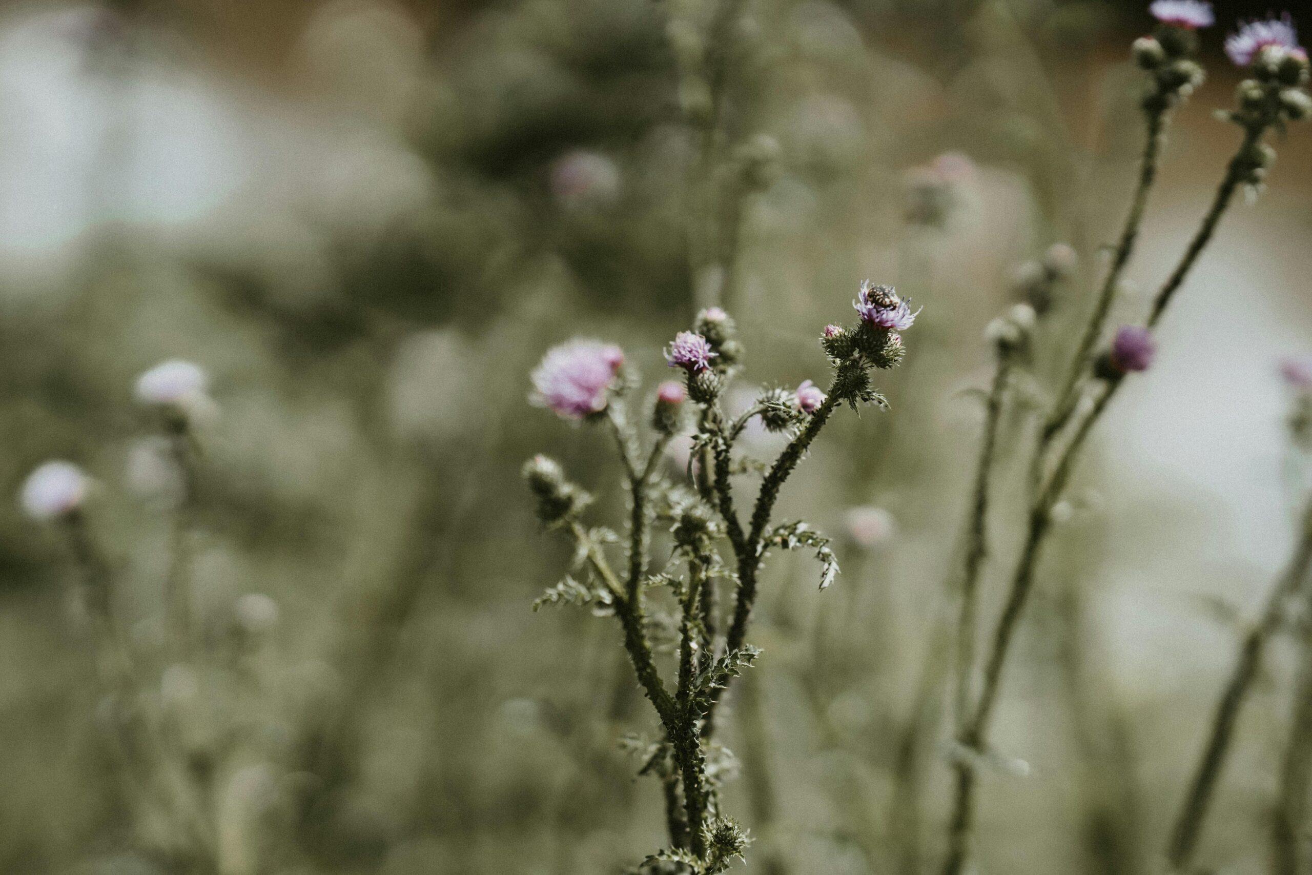 A field of vibrant organic flowers swaying gently in the breeze