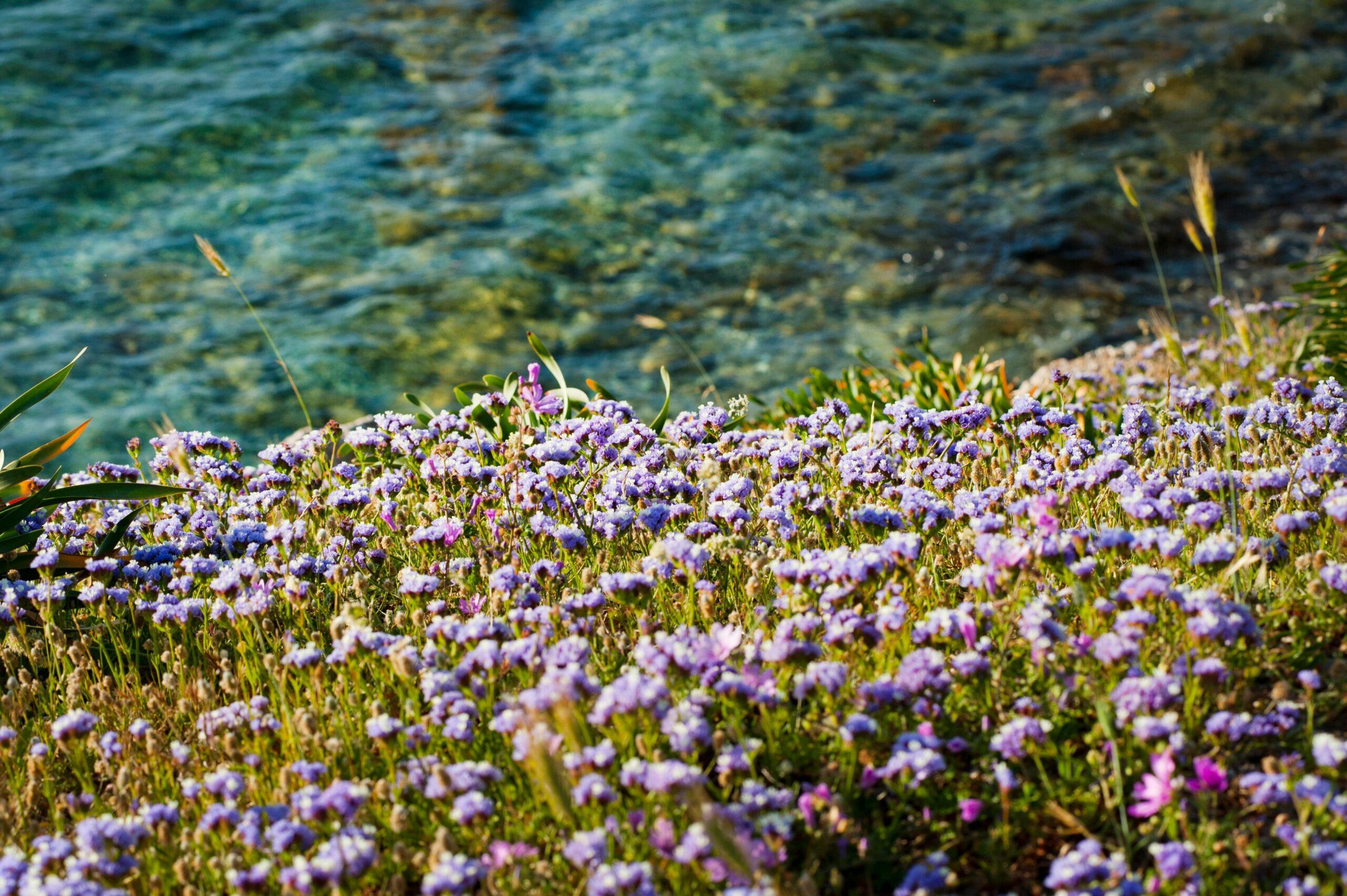 A sprawling field of purple lavender flowers under a bright blue sky, perfect for creating natural beauty remedies.