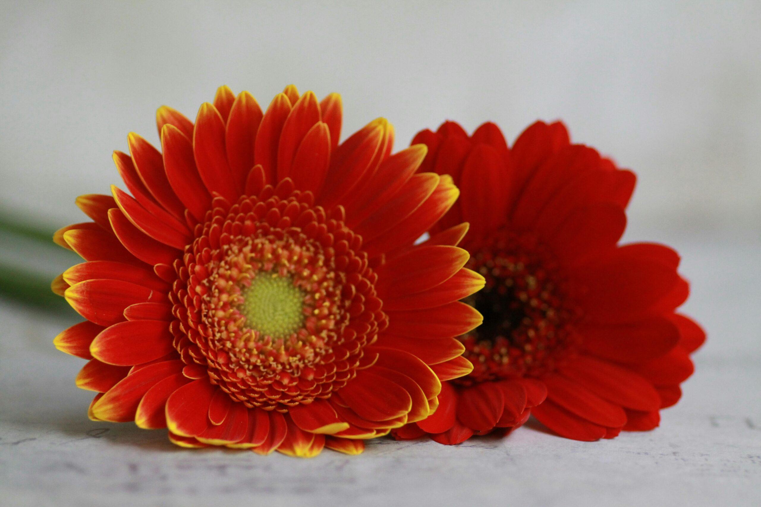 An infographic showing five tips to extend the freshness of cut flowers.