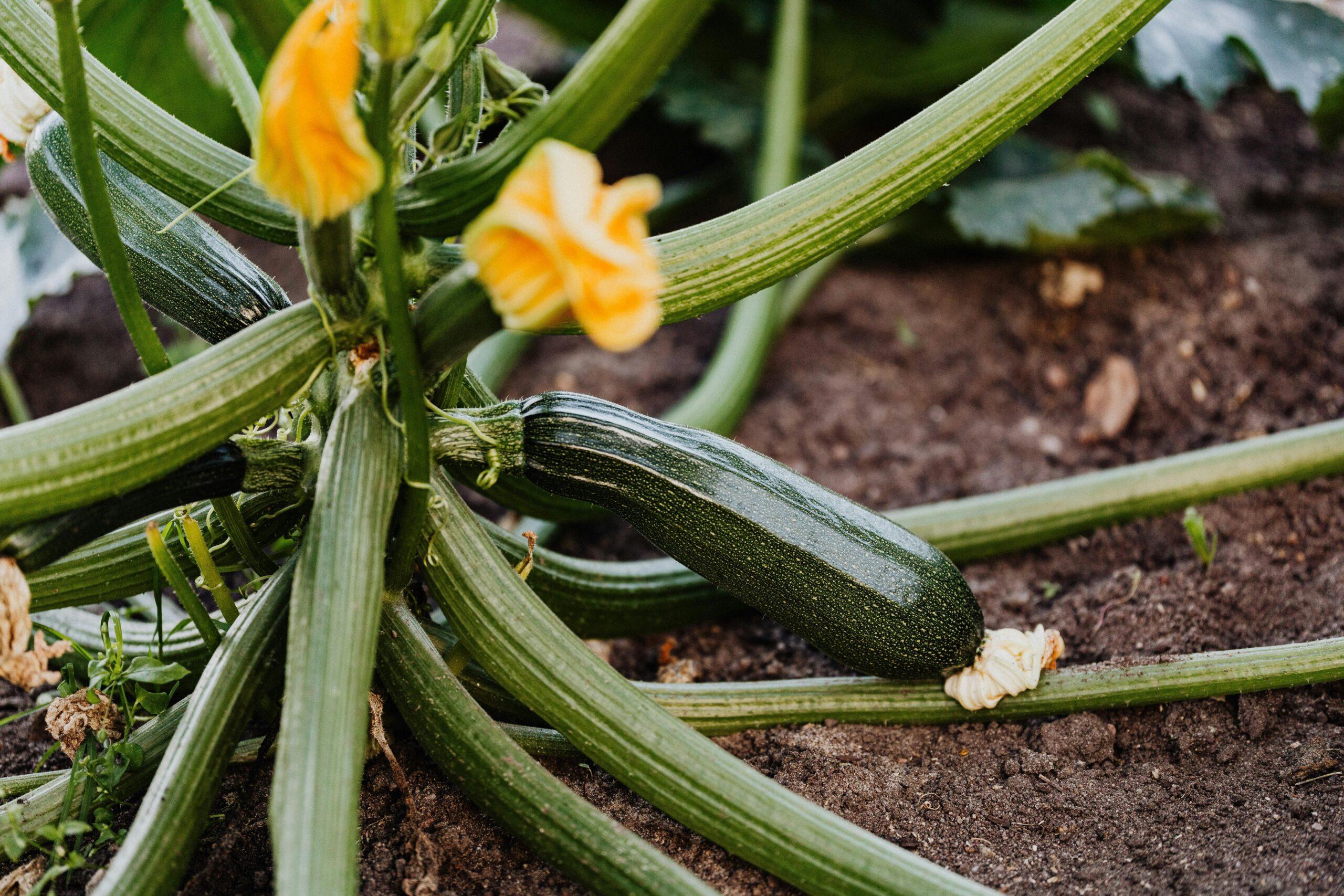 Jessica's homegrown flower garden featured on Instagram