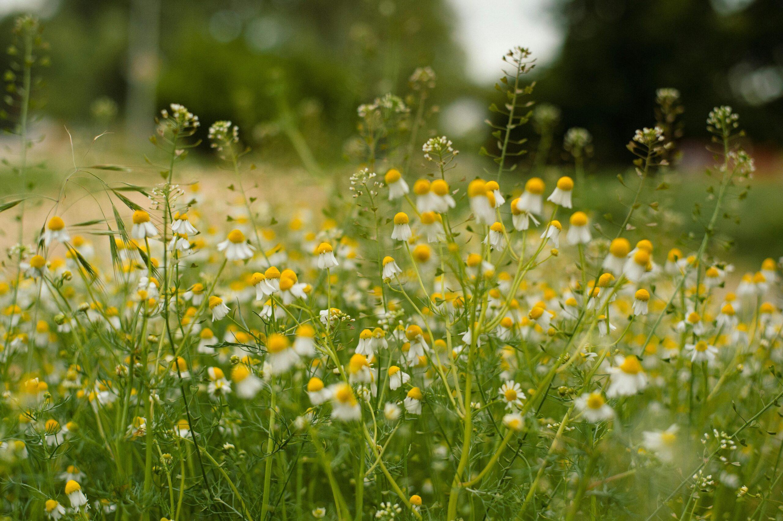 A field of blooming summer flowers like lavender and chamomile