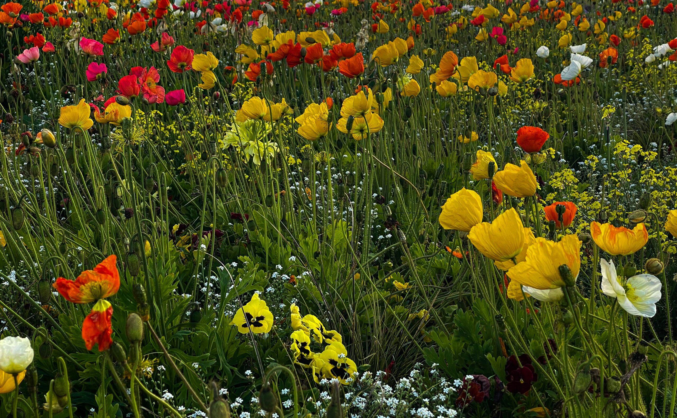 A field of vibrant organic flowers being nurtured under natural sunlight