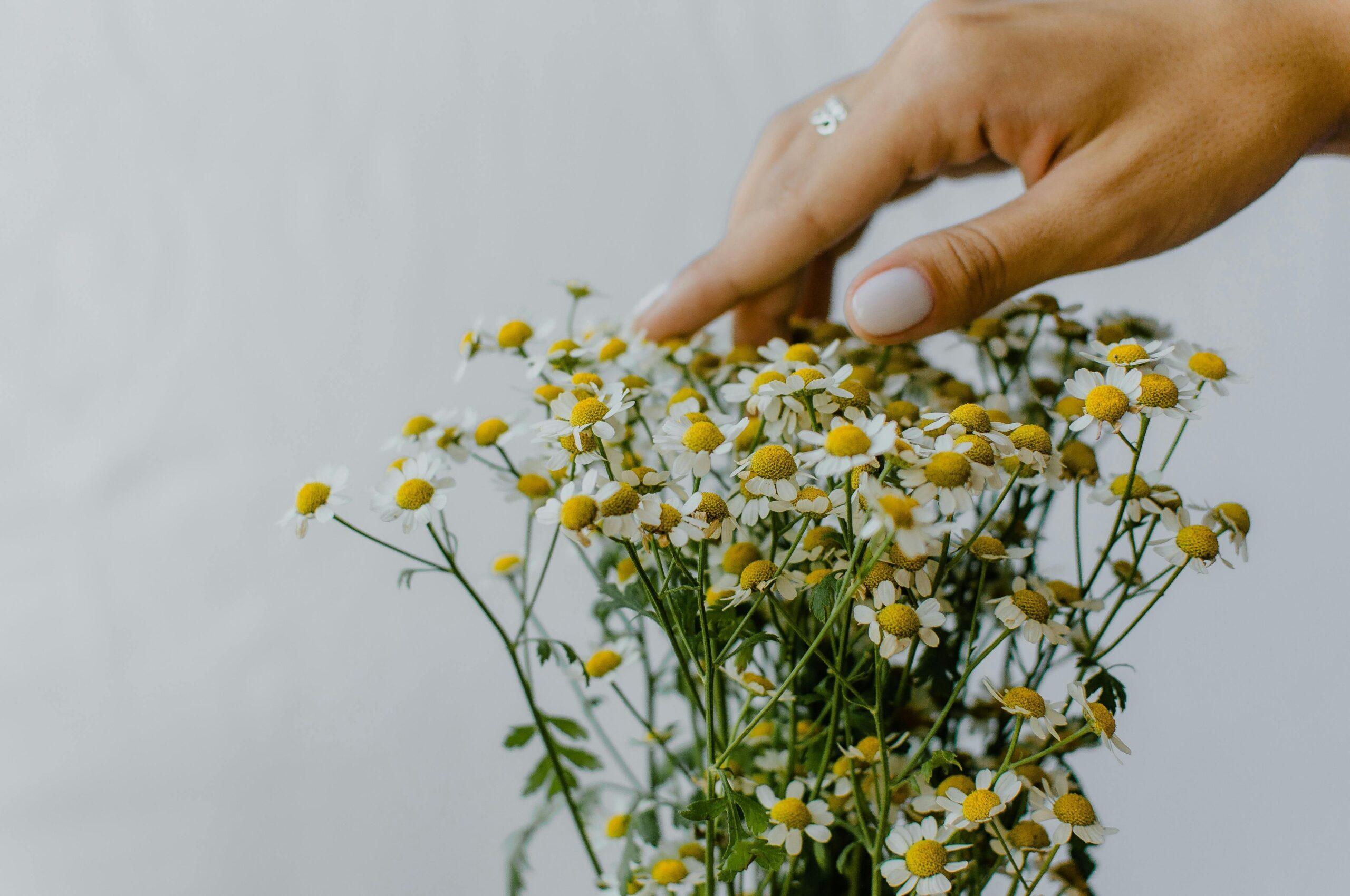 A small box wrapped in burlap with fresh chamomile flowers arranged around the edges.