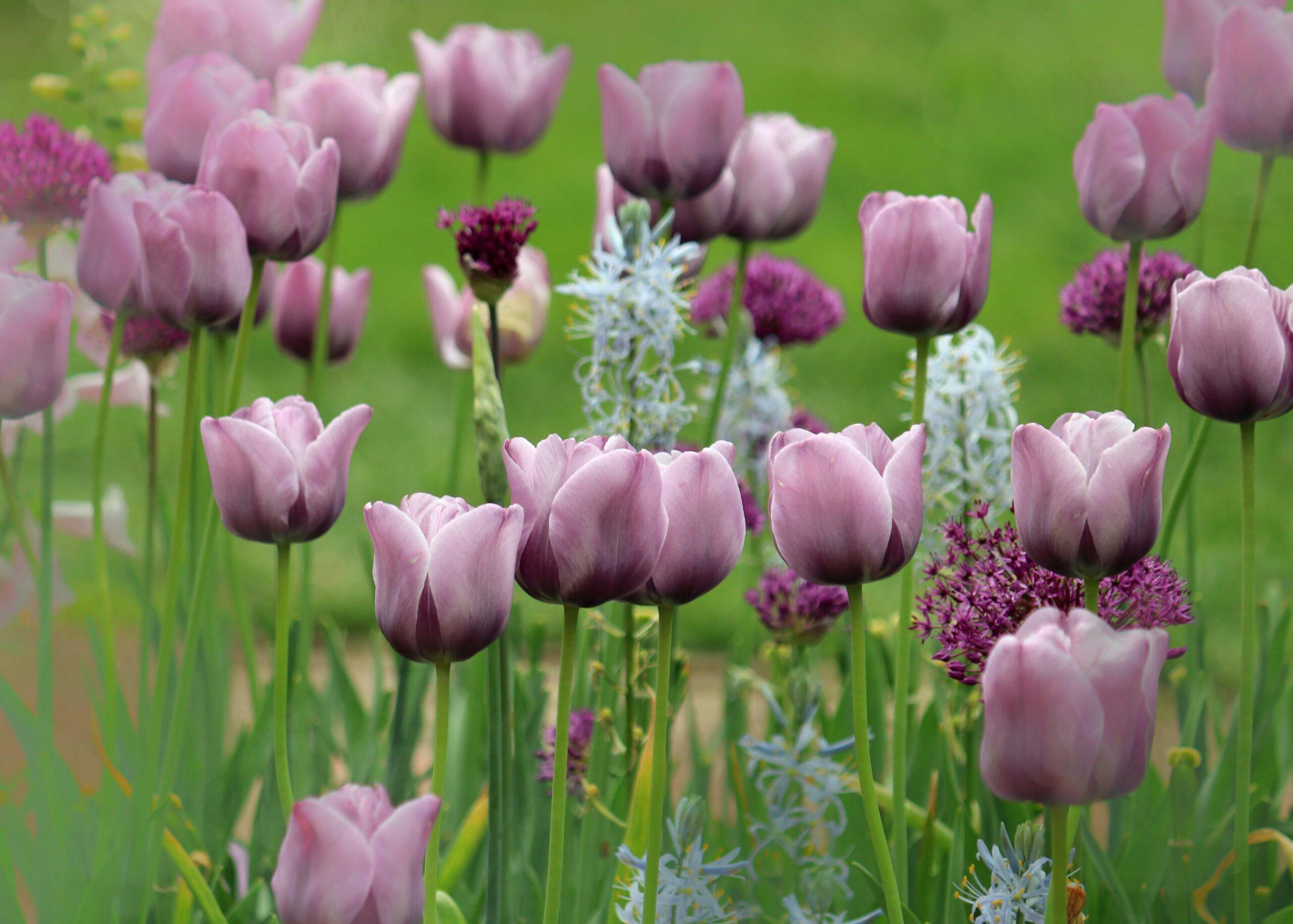 A vibrant bunch of organic spring flowers including roses, daisies, and lavender.