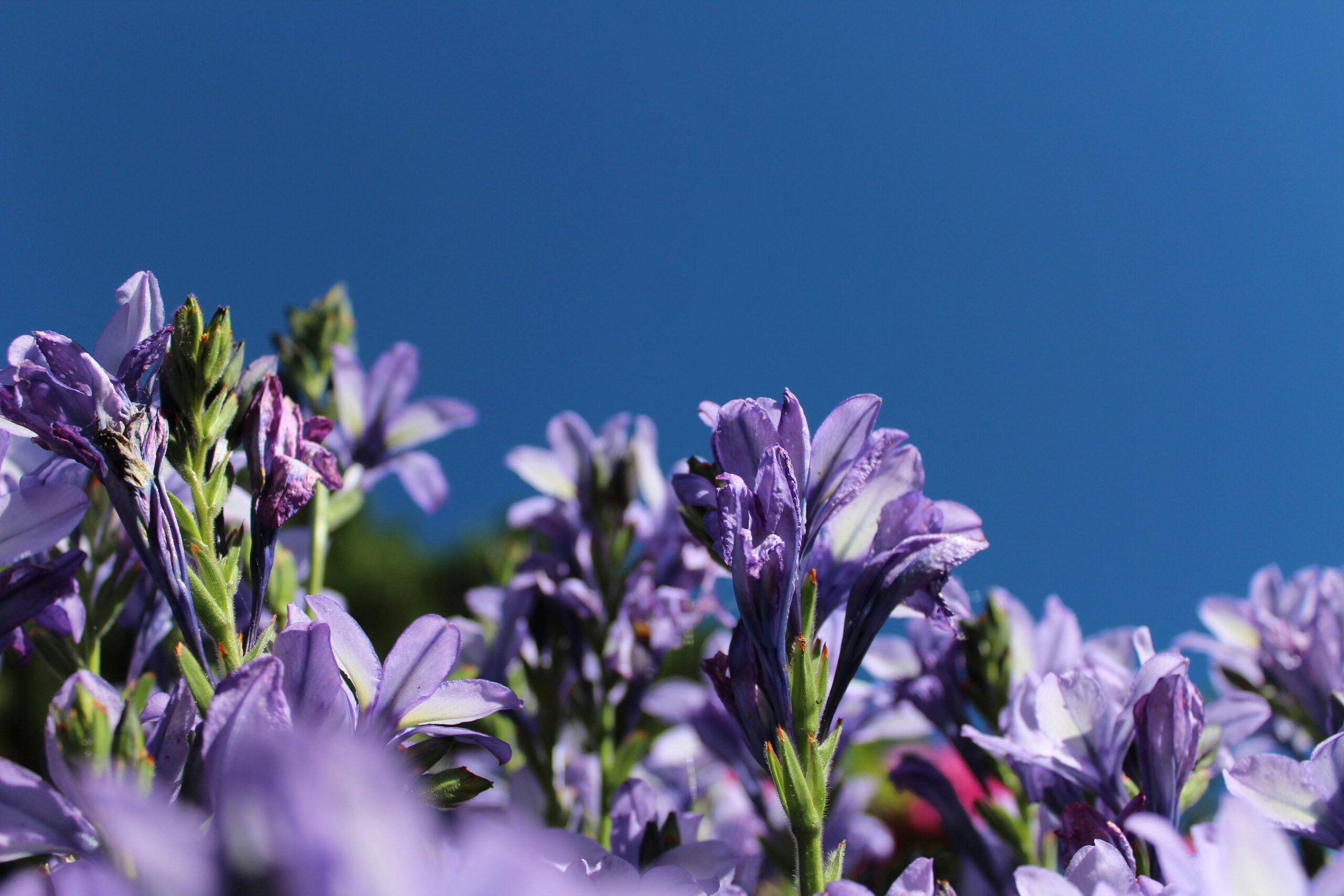 A vibrant organic flower farm under blue skies