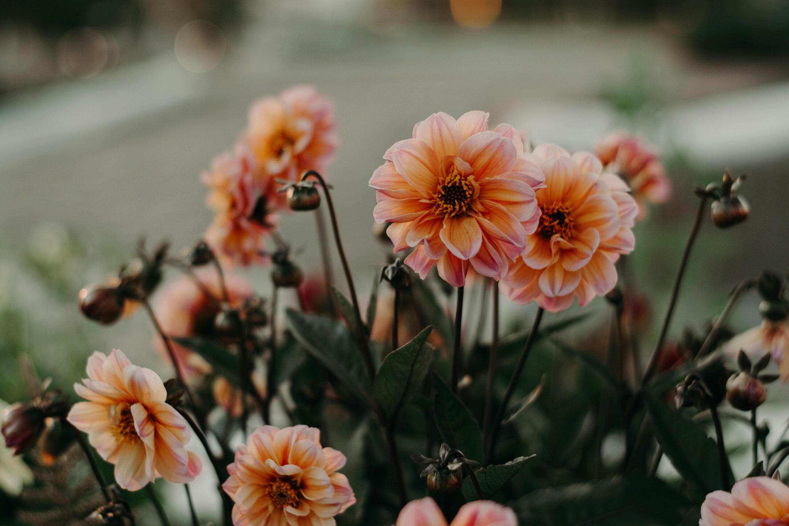 autumn flowers