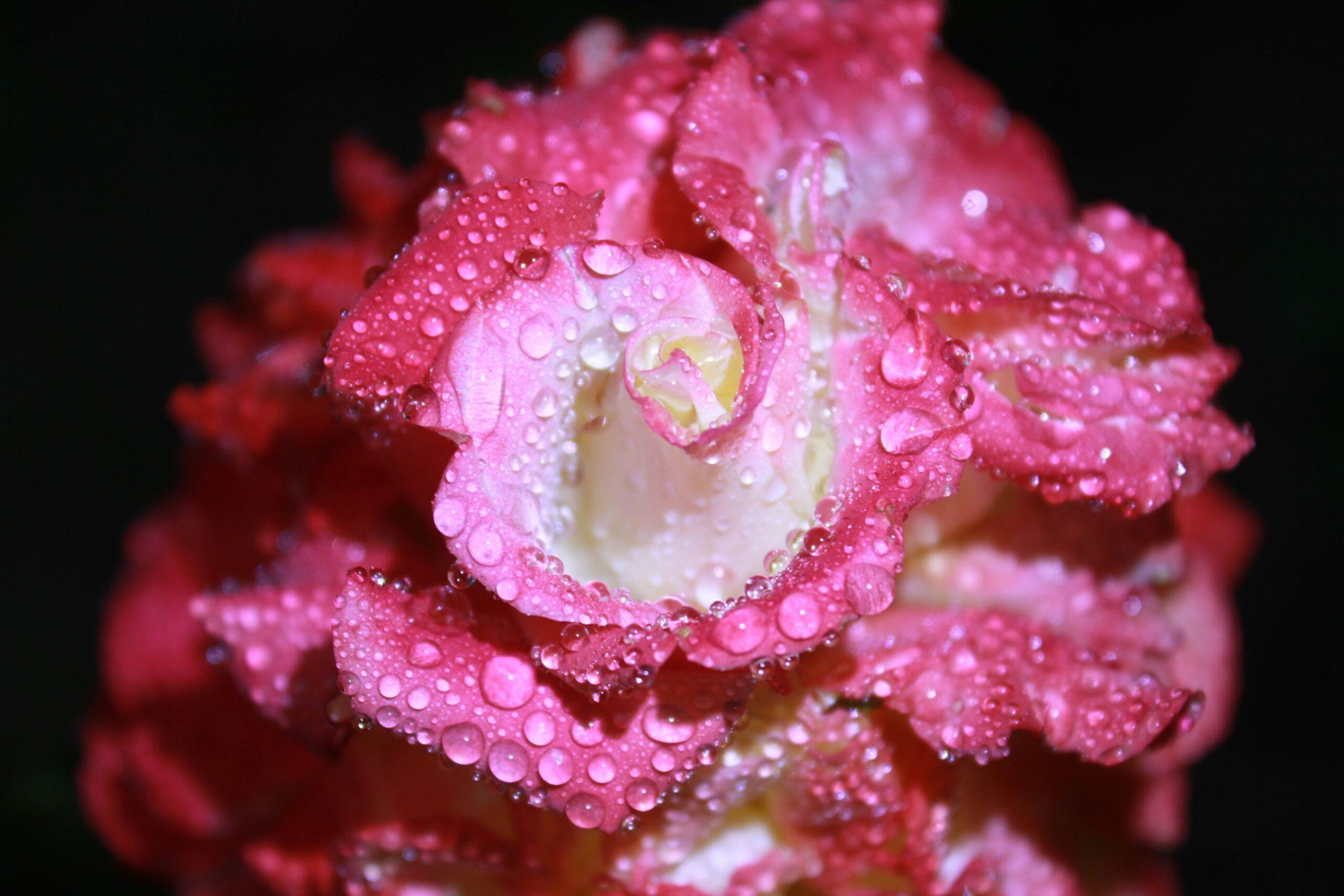 Close-up of pink peony petals with morning dew