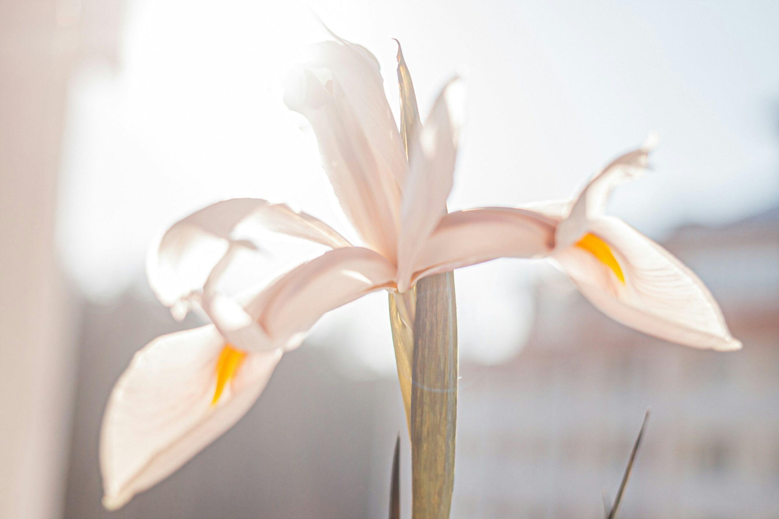Close-up of vibrant white lilies in a bouquet