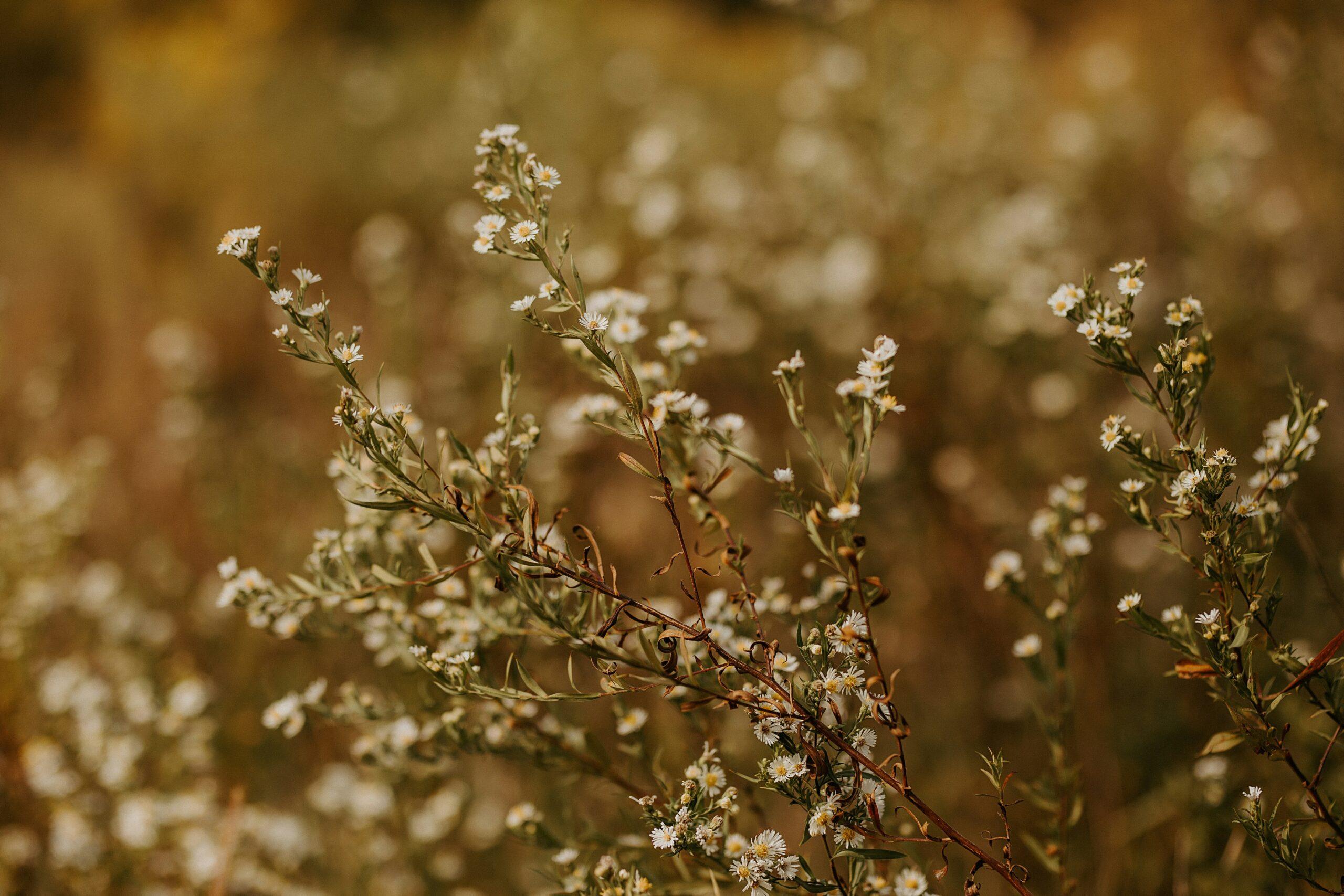 fall flowers in skincare