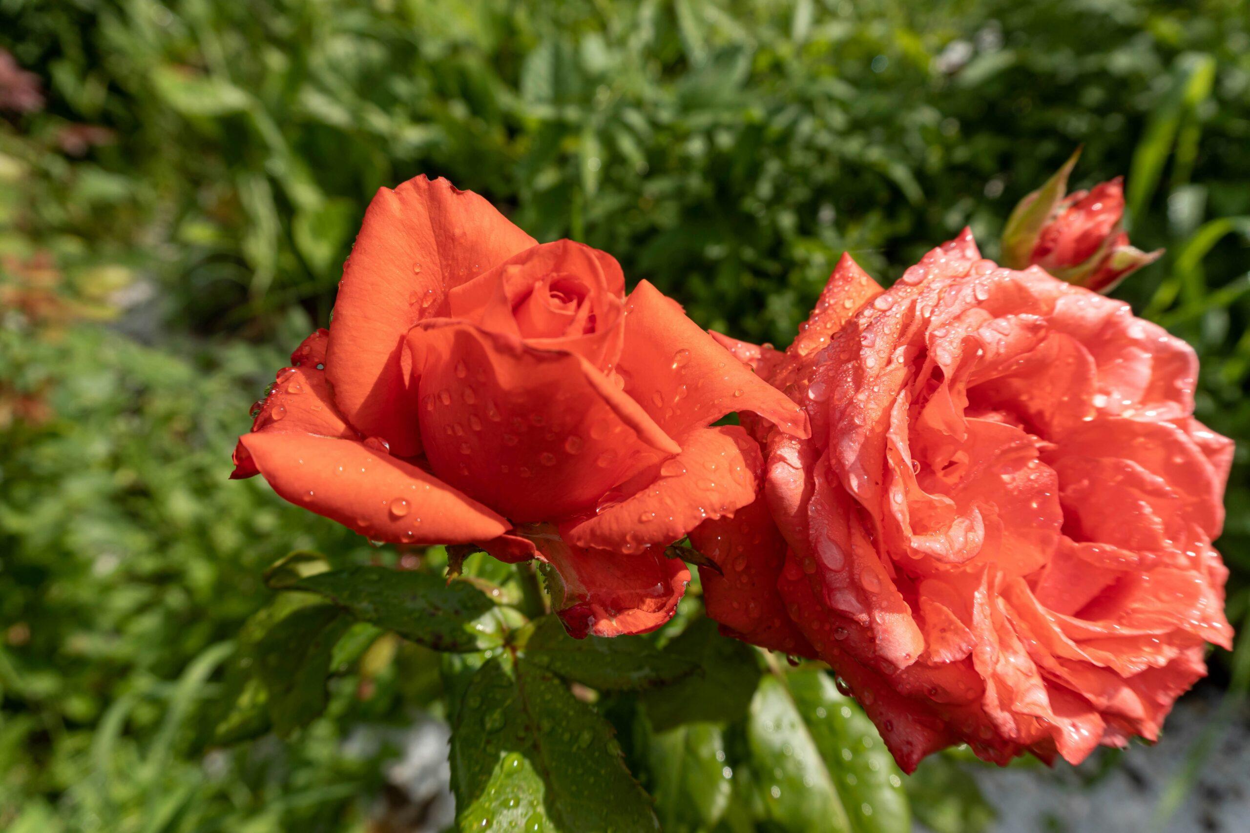Fresh organic roses ready for skincare use