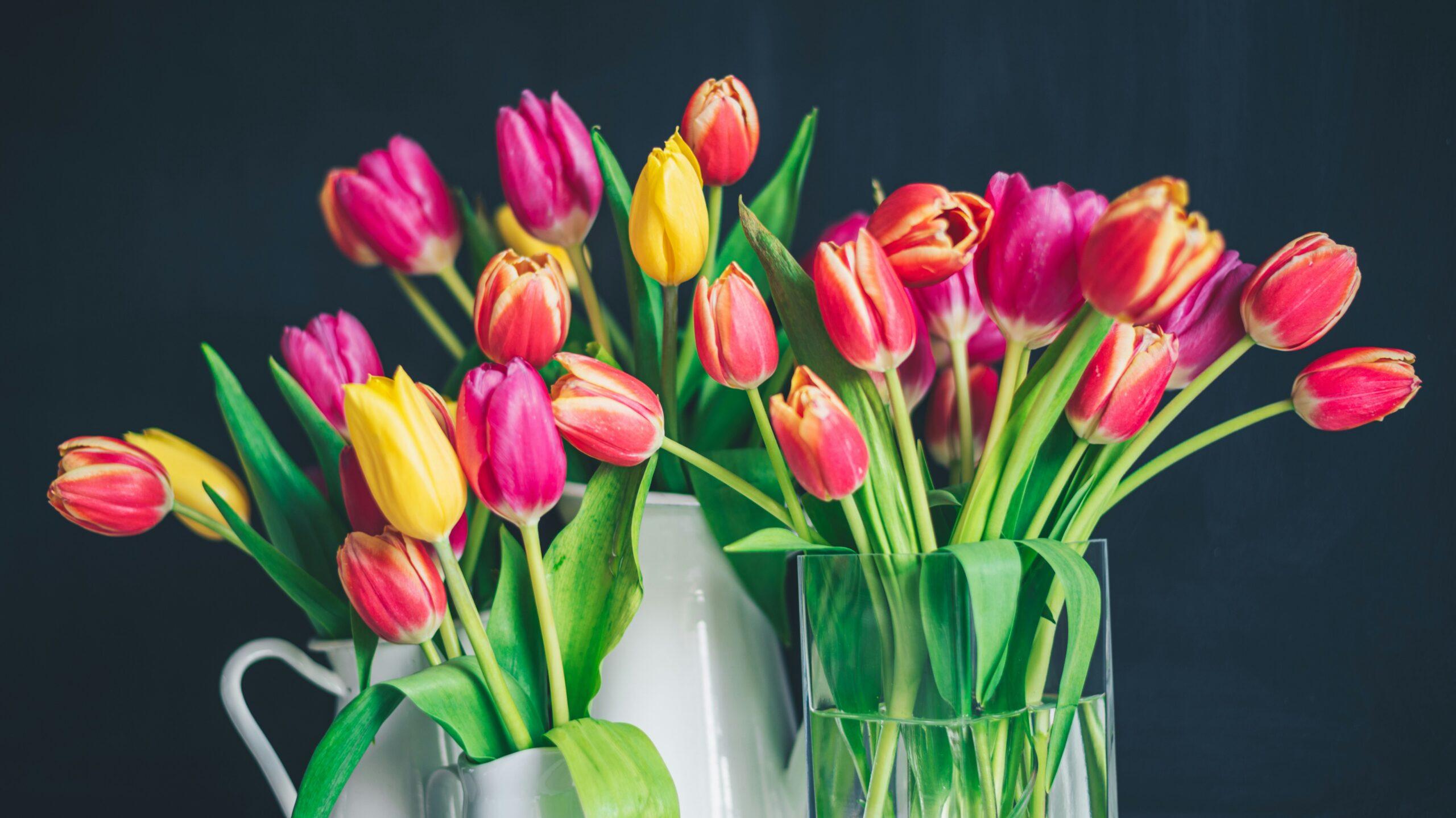 Close-up image of vibrant red tulips showing their vibrant petals and texture.