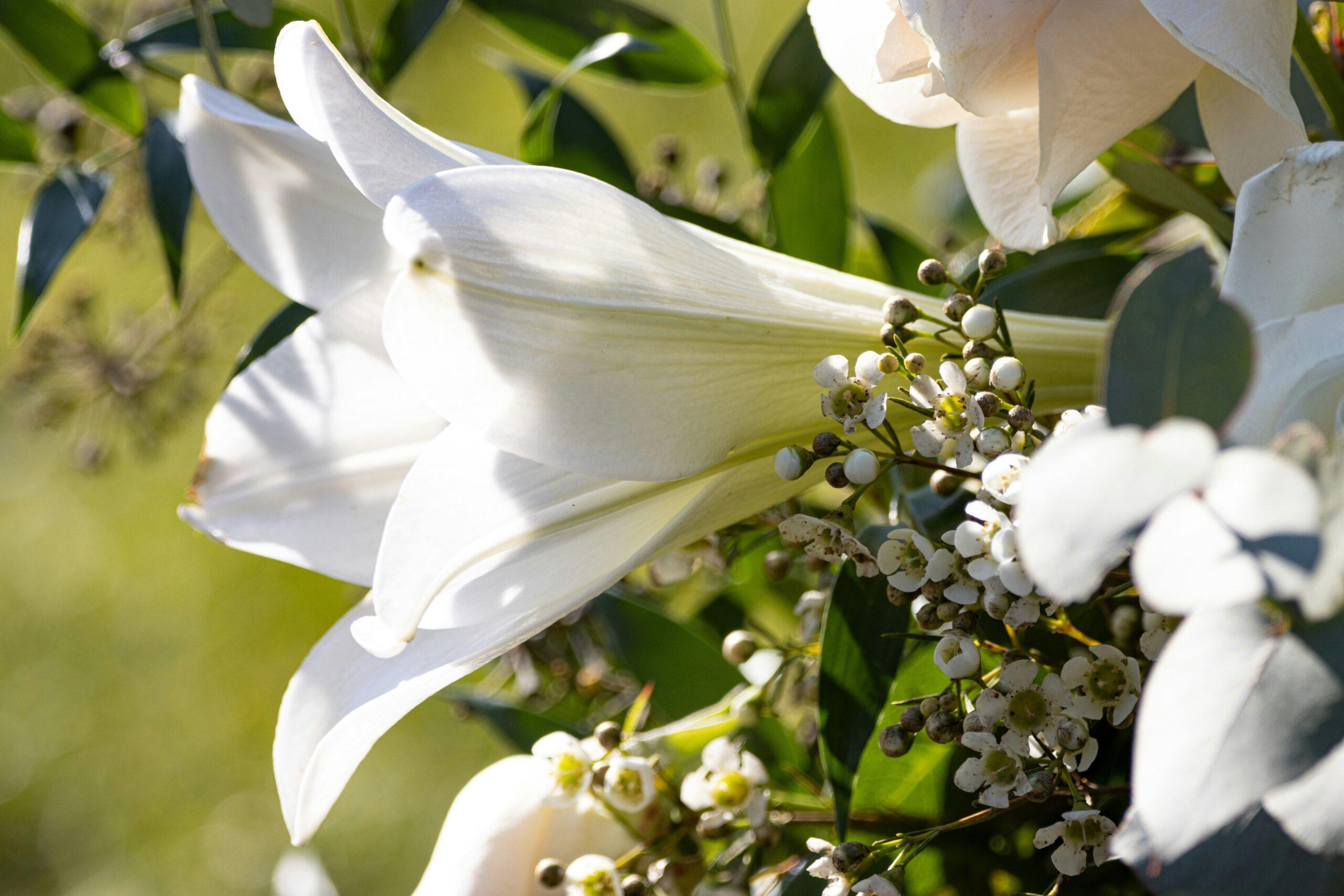 lily bouquet in skincare