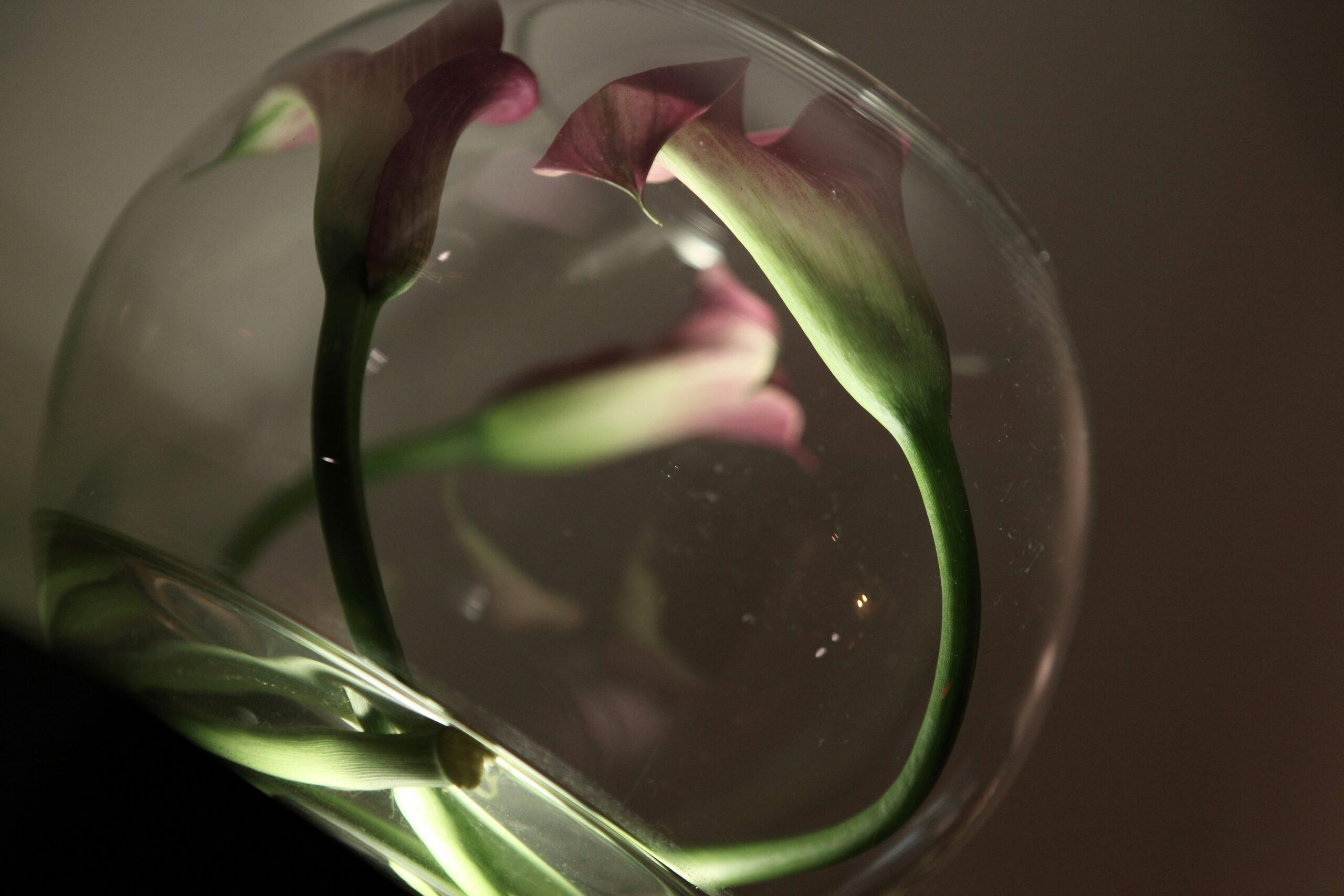 Pressed flower art framed elegantly in glass