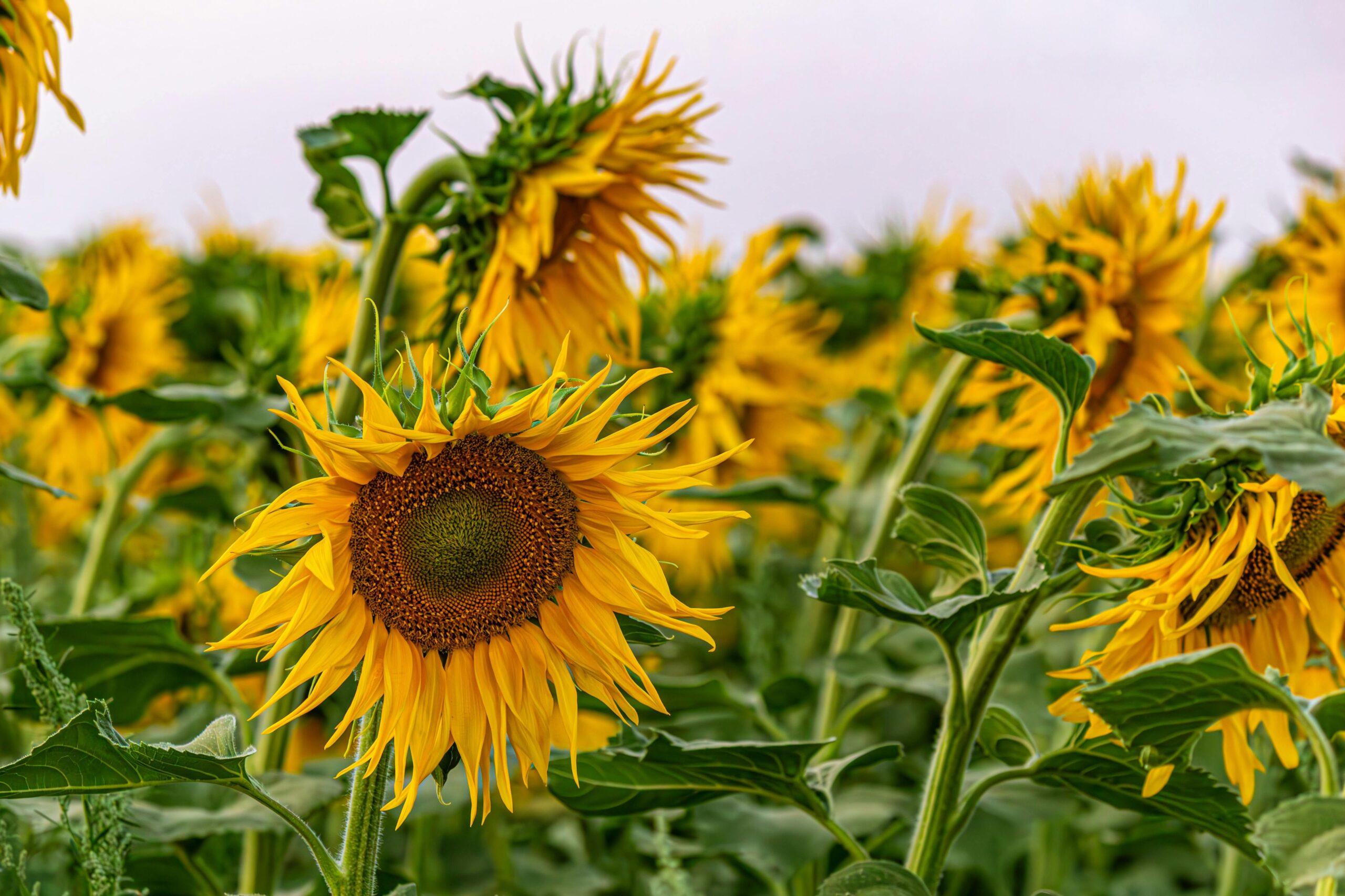 seasonal flowers