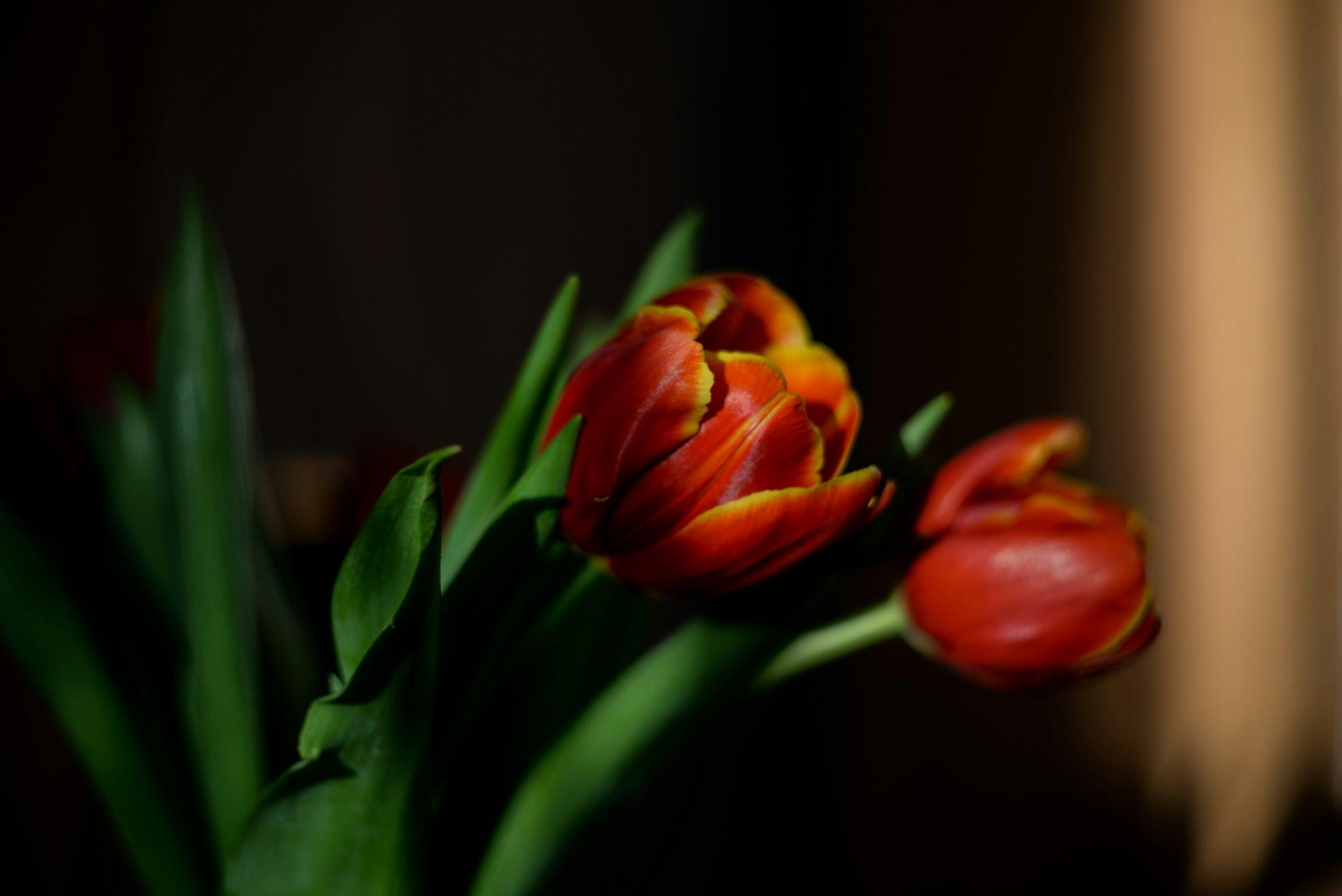 spring flowers bouquet