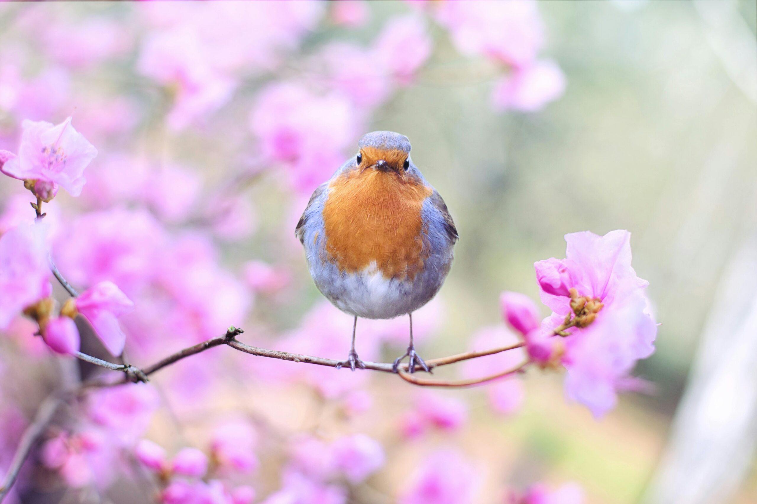 spring flowers