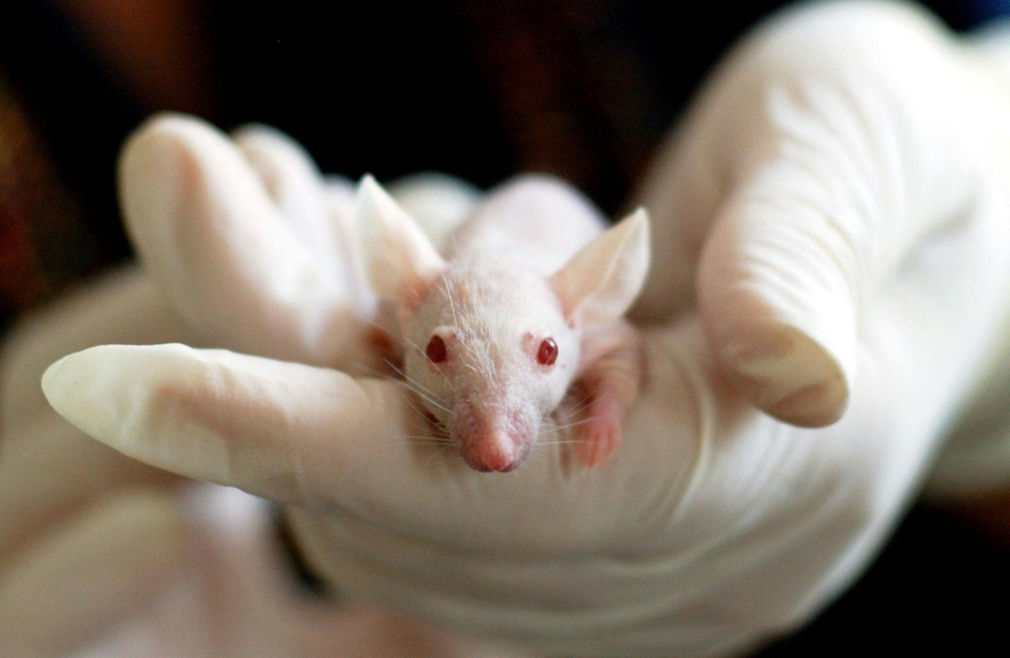 Statistics on animal testing in the beauty industry