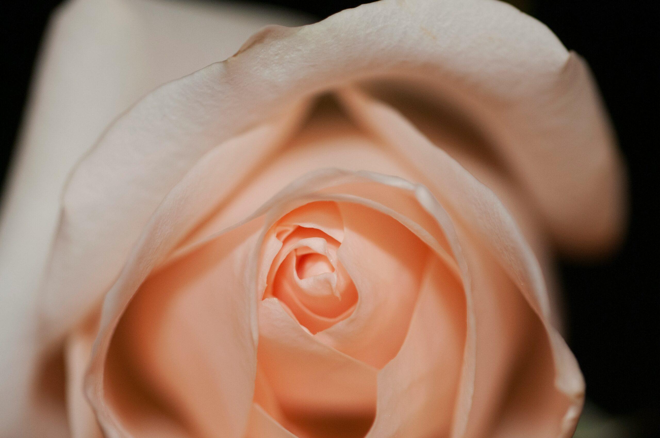 Step-by-step process of creating a lily petal face mask