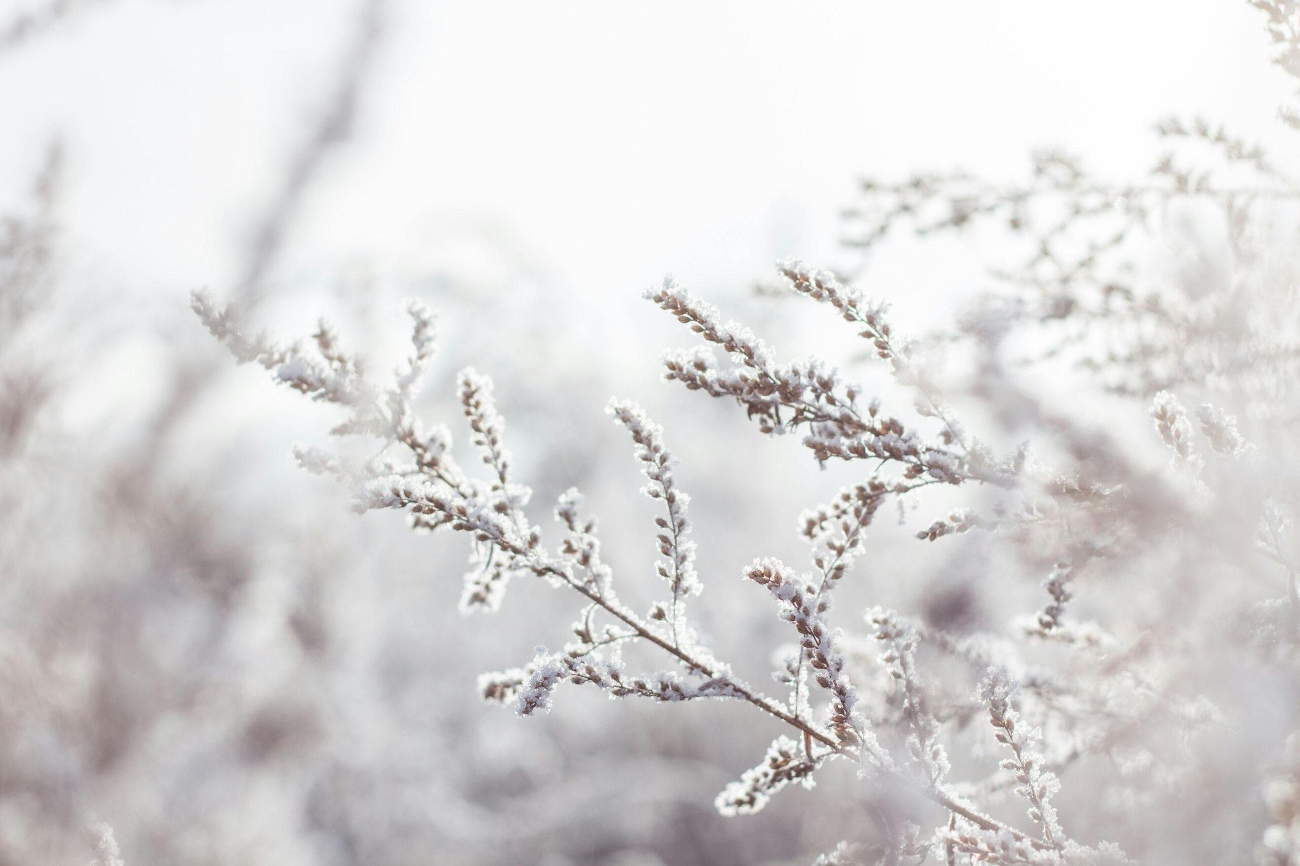 winter flowers