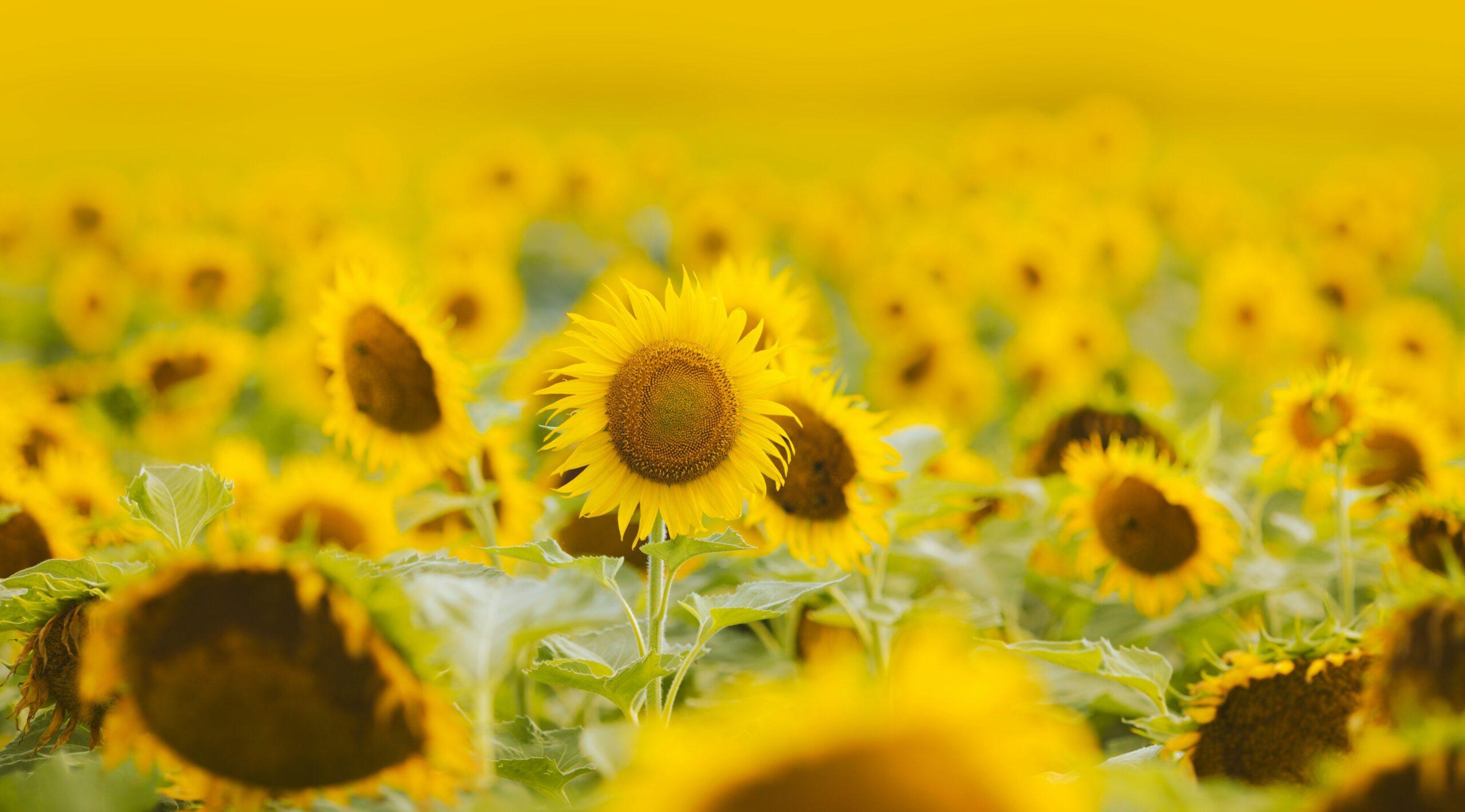 A bouquet of fresh summer blooms used in homemade skincare products.