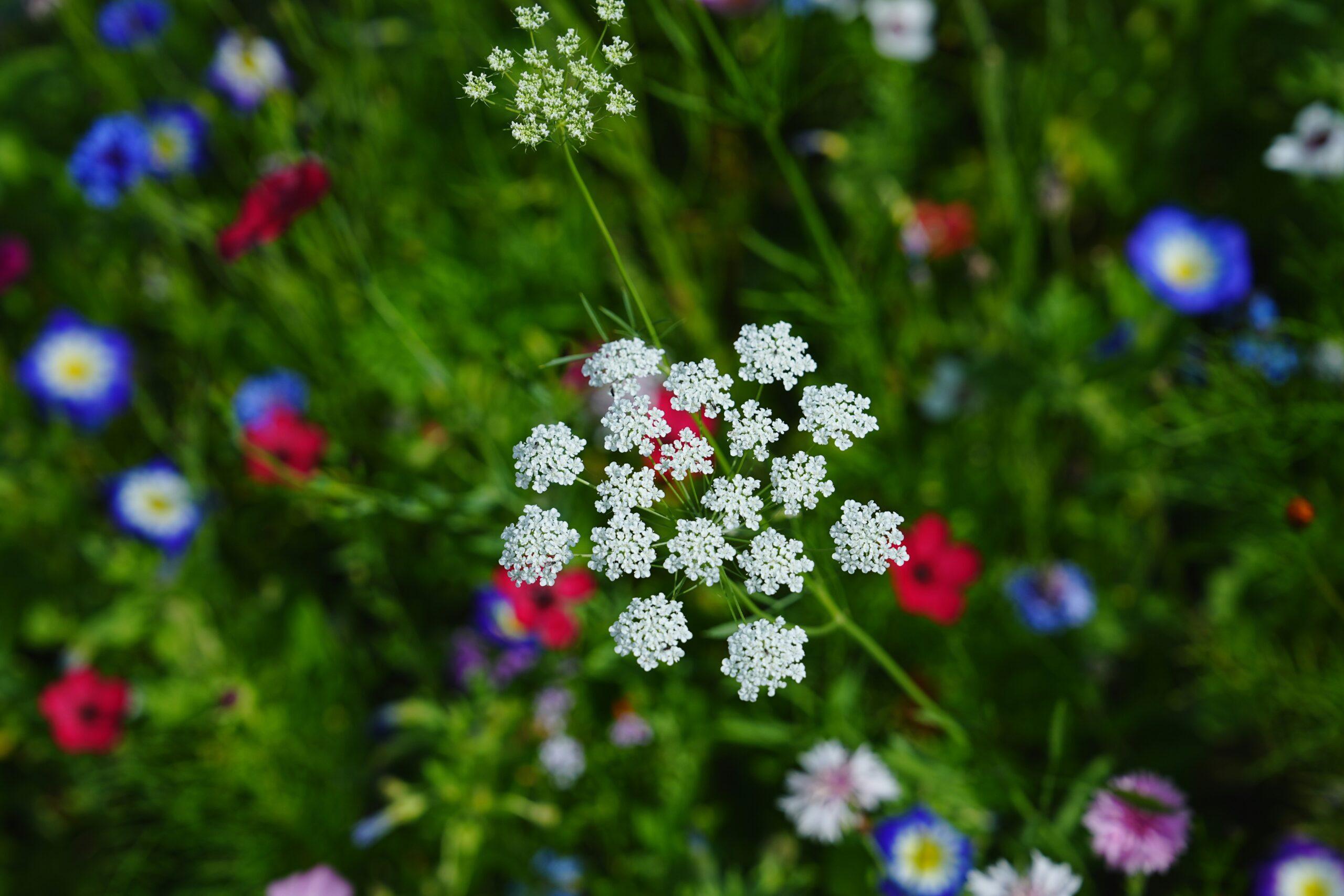 A vibrant bouquet of seasonal flowers from a local market.