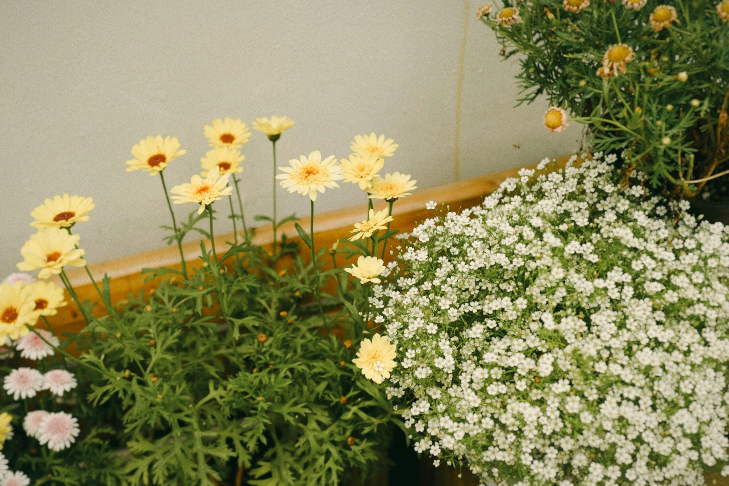 Close-up photo of hands carefully selecting vibrant organic roses
