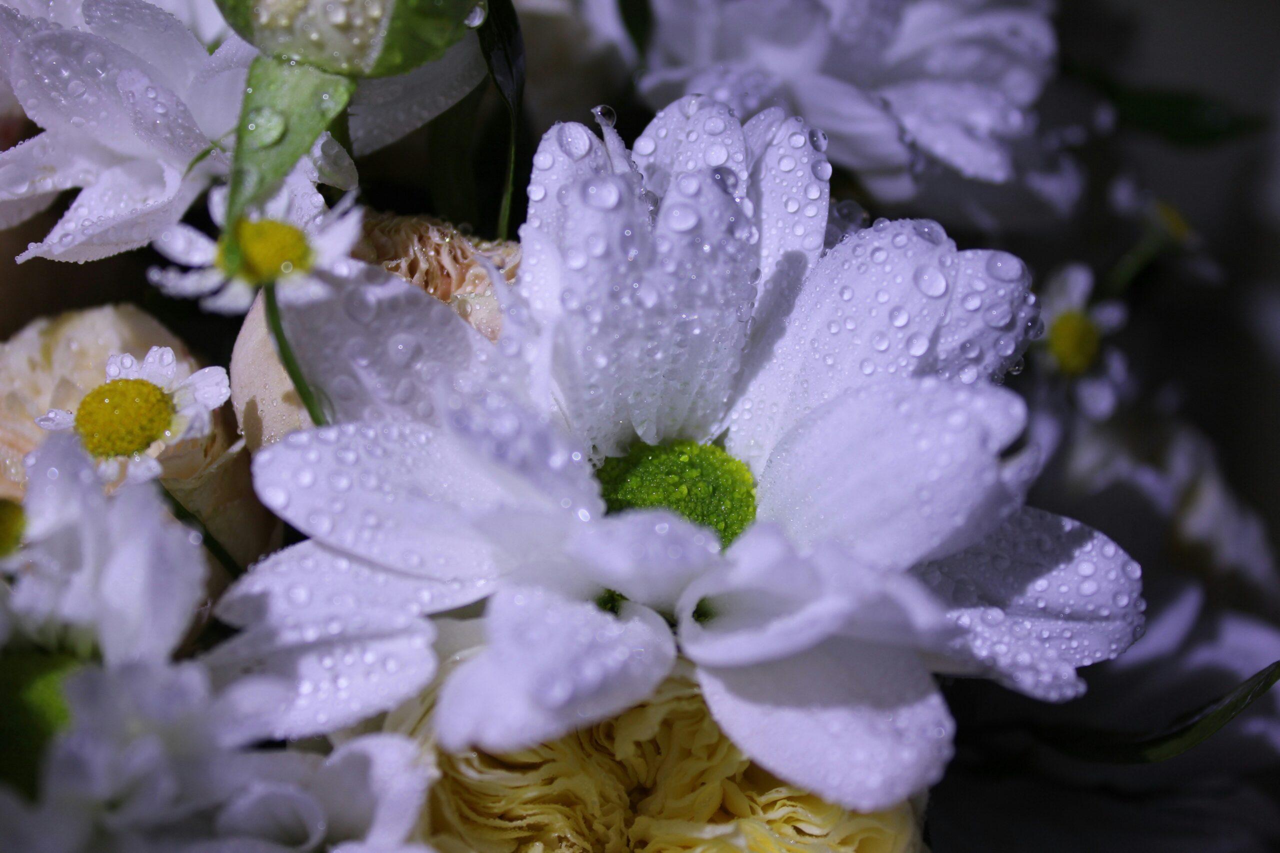 Plastic Free Gifts: How to Give Organic Flowers That Wow Without the Waste