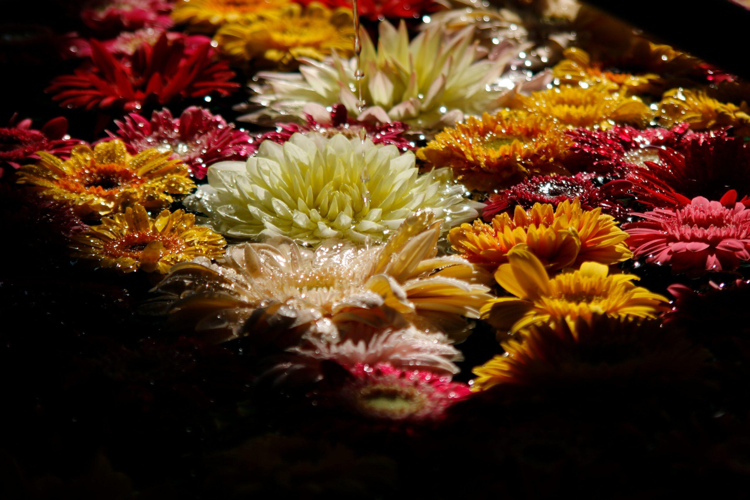 The Secret Beauty of Dried Flowers: Why Organic Blooms Deserve a Spot in Your Skincare Routine