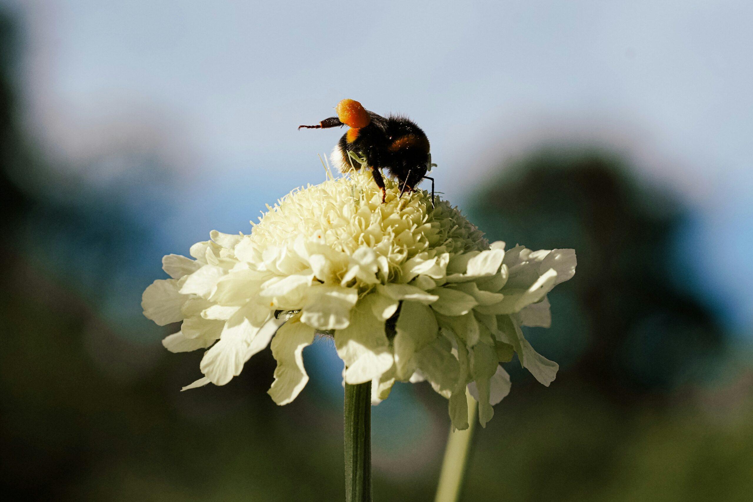 Why Summer Blooms Are Your Secret Weapon for Organic Beauty in 2024