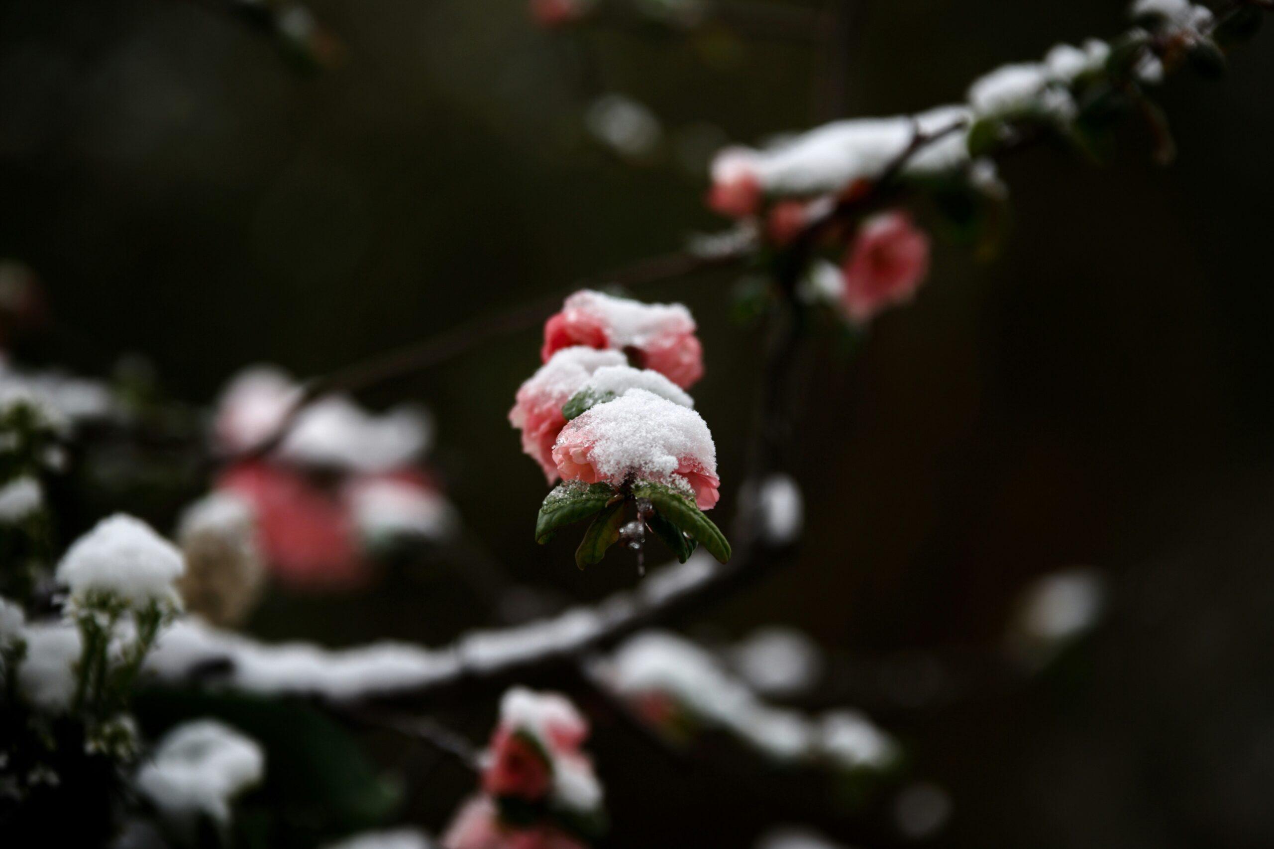 Winter Blooms: Unlocking the Beauty Secrets of Organic Flowers