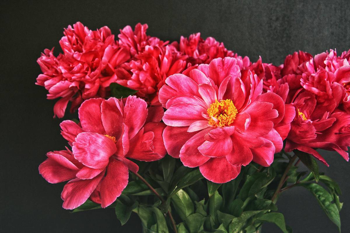 An elegantly gift-wrapped luxury bouquet adorned with ribbons hanging off its side