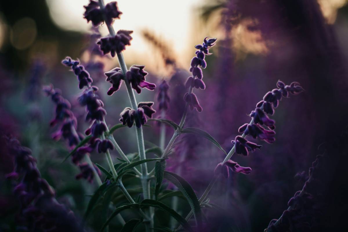 Close-up of fresh organic lavender flowers on a wooden table