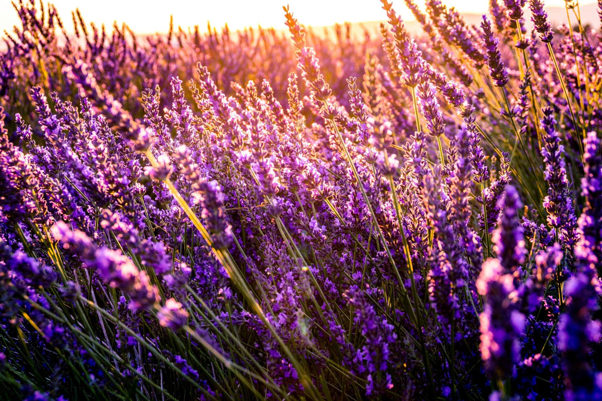 Close-up photo of hand-tied lavender bundles tied with natural twine.