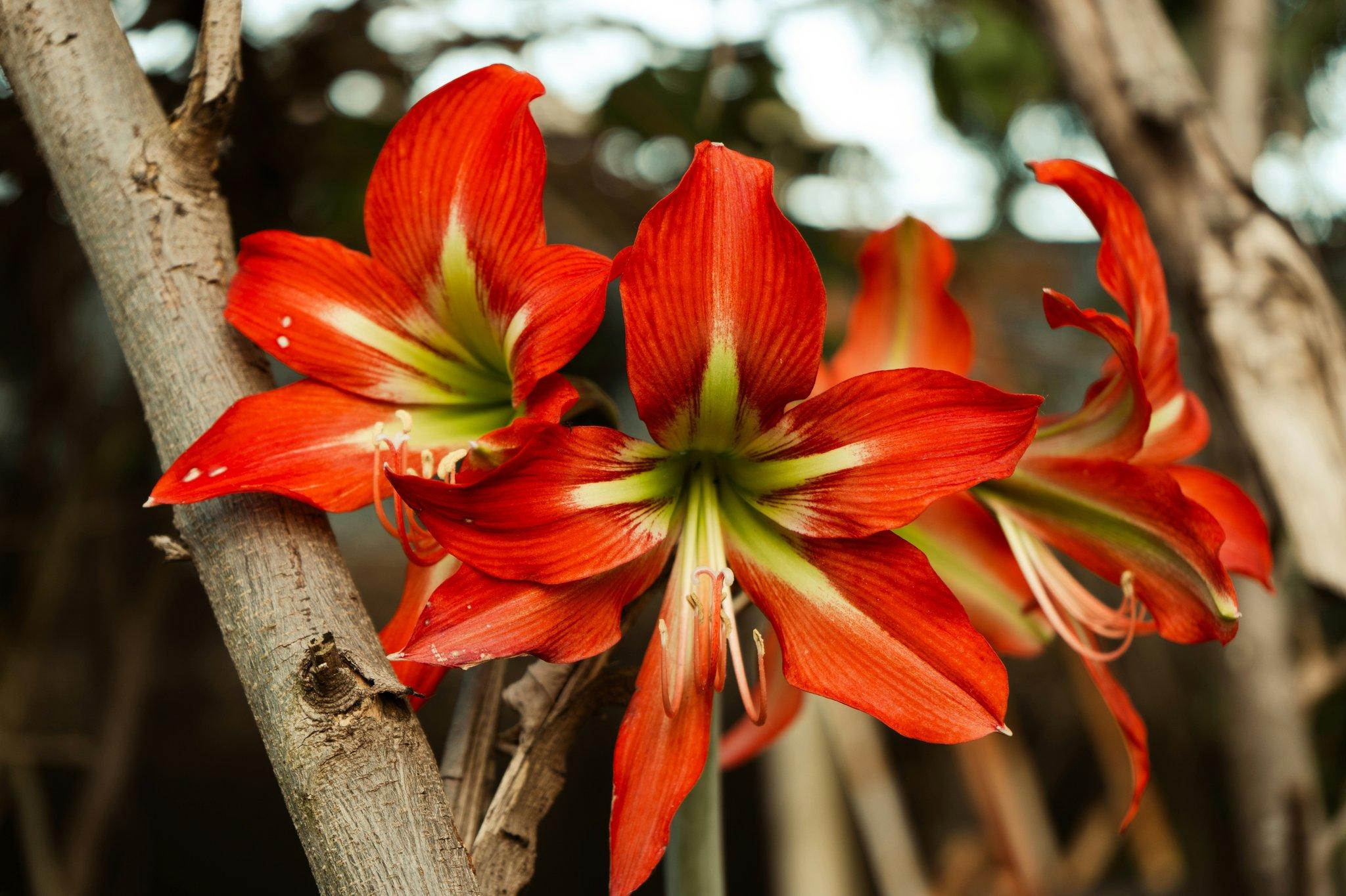How to Choose the Perfect Organic Centerpiece Flowers for Your Beauty Routine