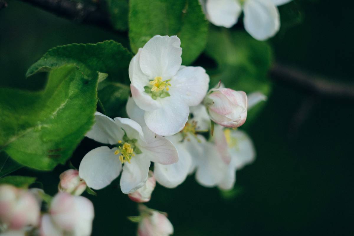 How to Master Spring Arrangements with Organic Flowers: A Natural Beauty Guide