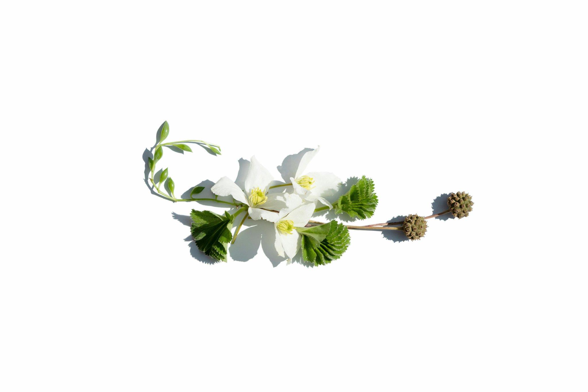 Infographic showing benefits of organic flowers compared to conventional ones