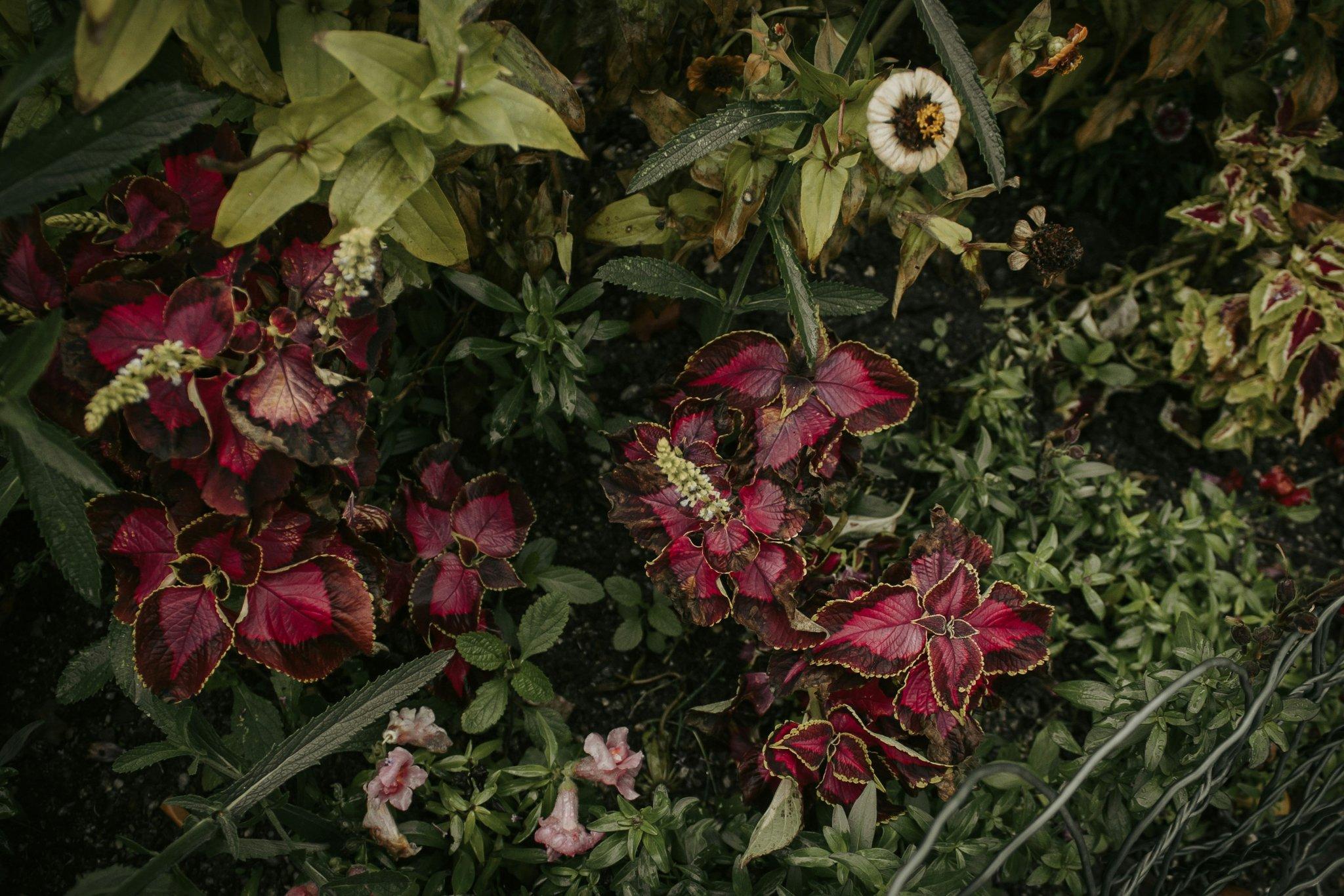 Mother's Day Flowers: Why Organic Blooms Are the Ultimate Gift for Beauty-Loving Moms