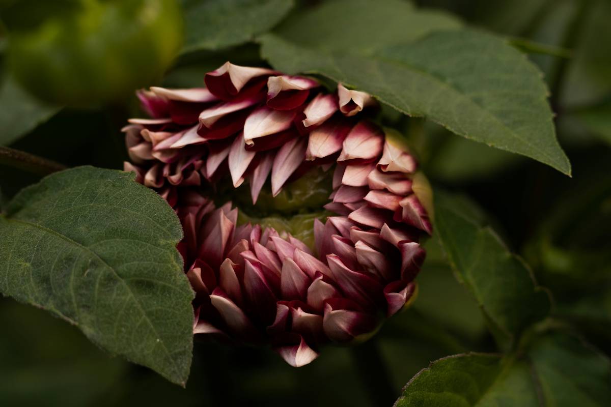 Romantic Bouquet: How Organic Flowers Can Elevate Your Beauty & Skincare Game