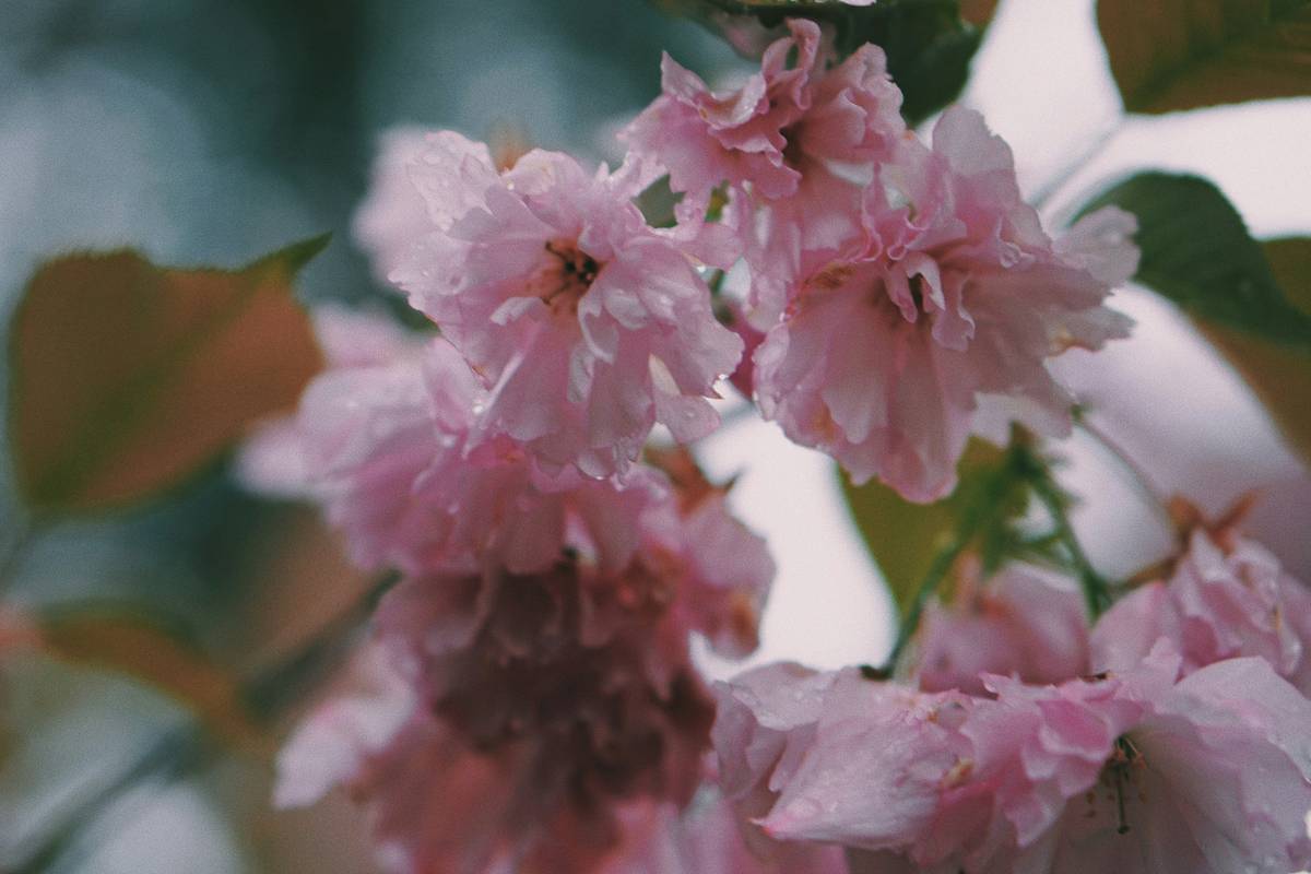 Summer Arrangements: How Organic Flowers Can Transform Your Beauty & Skincare Routine