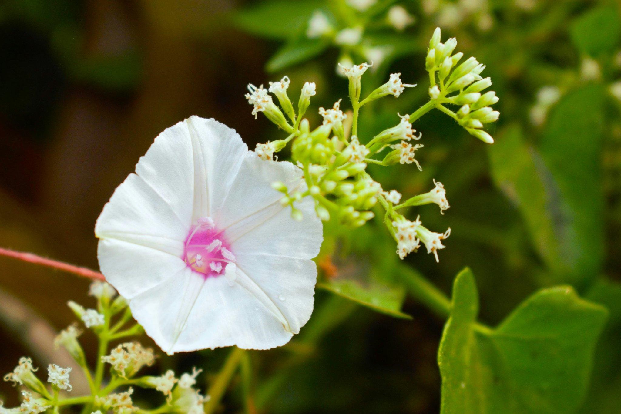 Why Eco Packaging is the Secret Sauce for Organic Flower Skincare Brands
