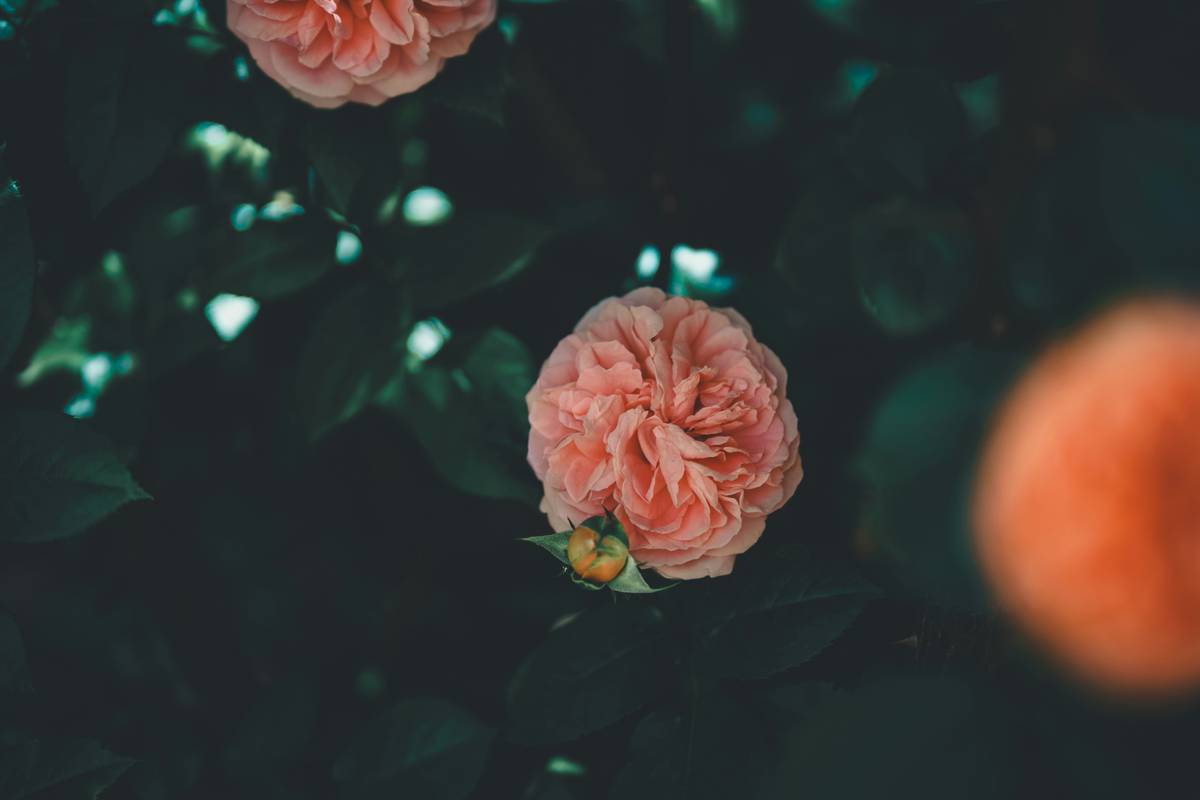 Why Local Gifts Made of Organic Flowers Are the Ultimate Beauty Secret