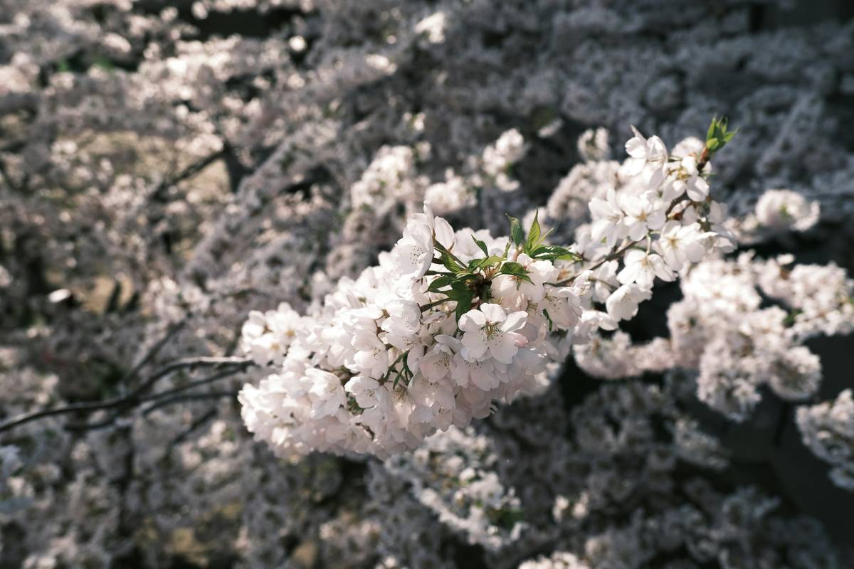 Why Seasonal Arrangements with Organic Flowers Are the Secret to Radiant Beauty