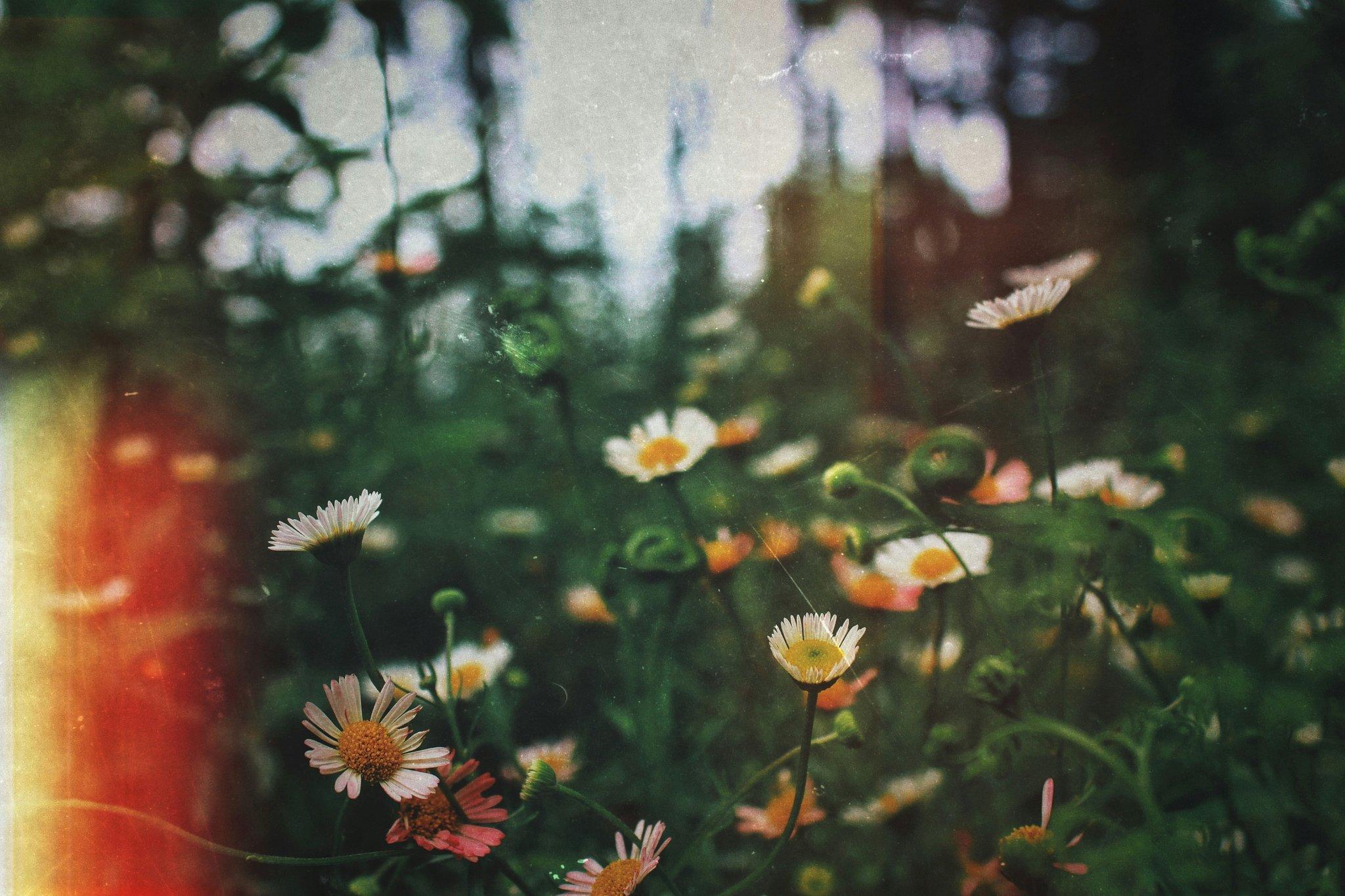 Why Valentine Flowers Are the Ultimate Organic Beauty Secret (and How to Use Them)