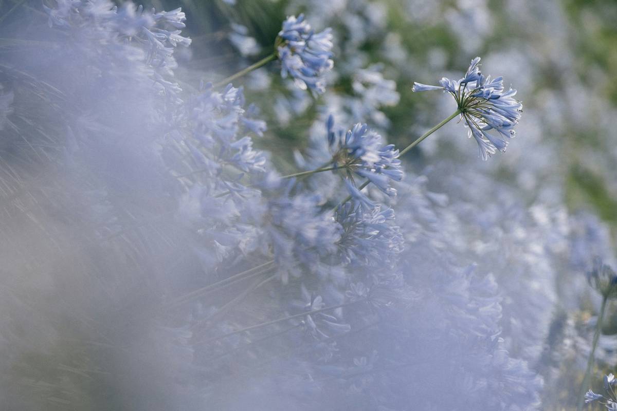 Winter Arrangements: How to Create Stunning Organic Flower Displays That Last All Season