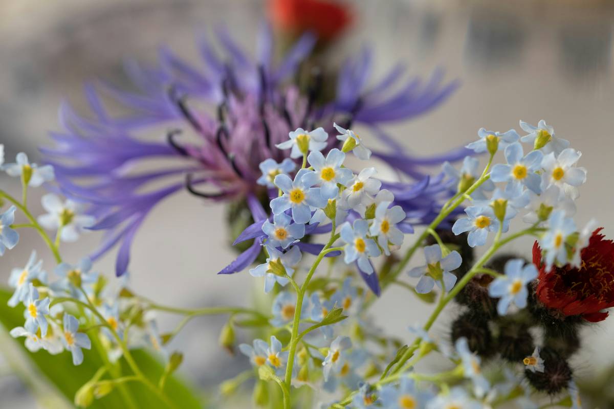 Close-up of hands arranging colorful organic flowers into a vase