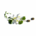 Why Eco Friendly Flowers Are the Secret to Sustainable Beauty: A Guide to Organic Blooms
