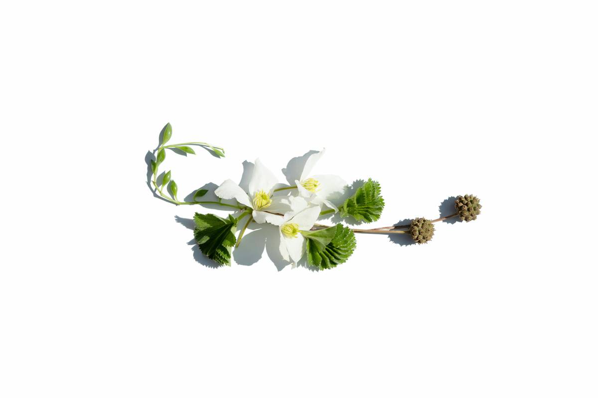 Why Eco Friendly Flowers Are the Secret to Sustainable Beauty: A Guide to Organic Blooms